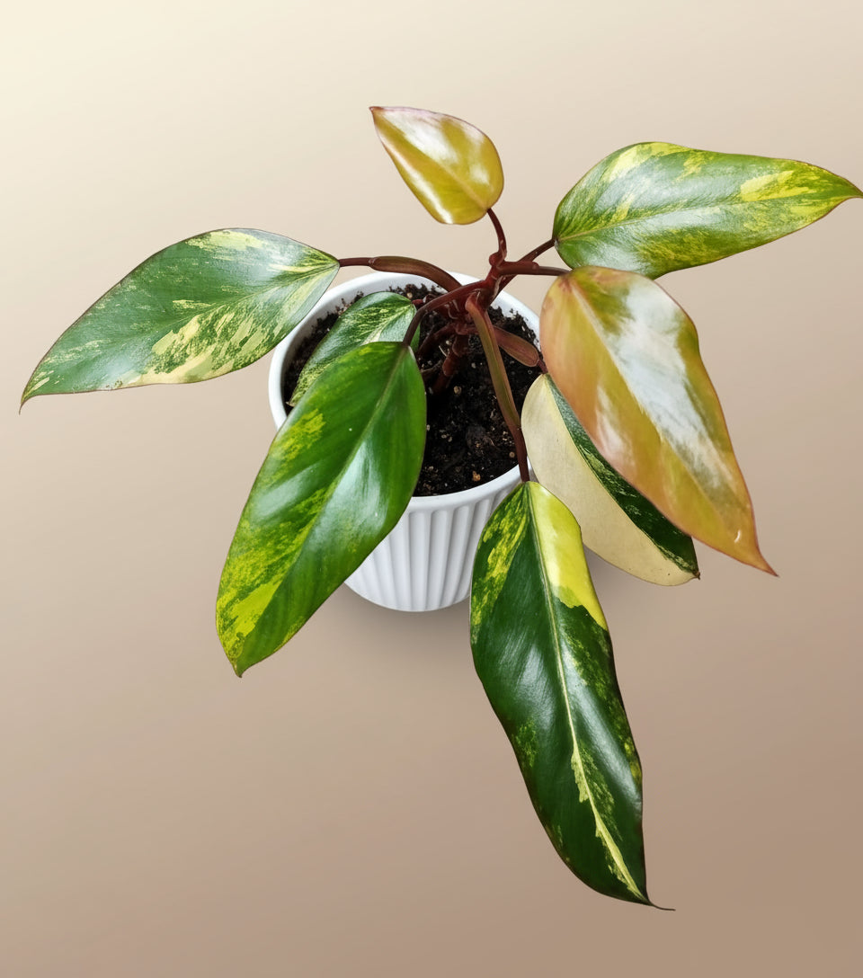 Philodendron strawberry shake image 0