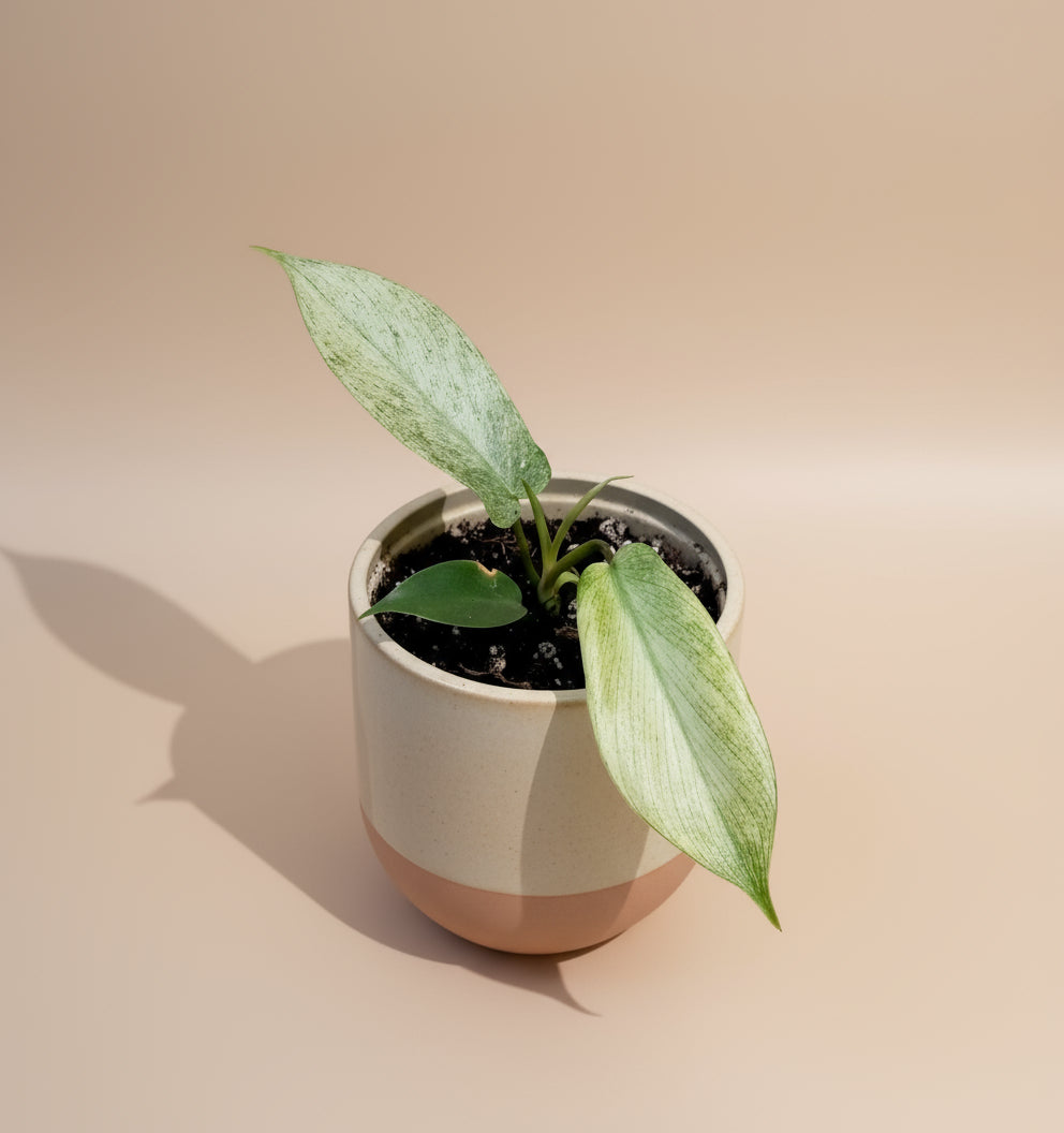 Philodendron florida ghost image 0