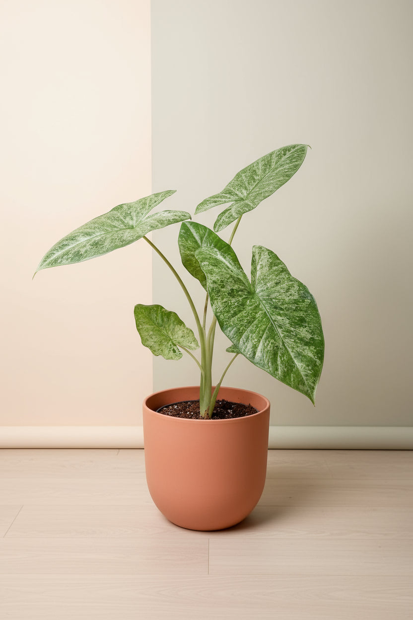 Alocasia macrorrhiza splash image 0