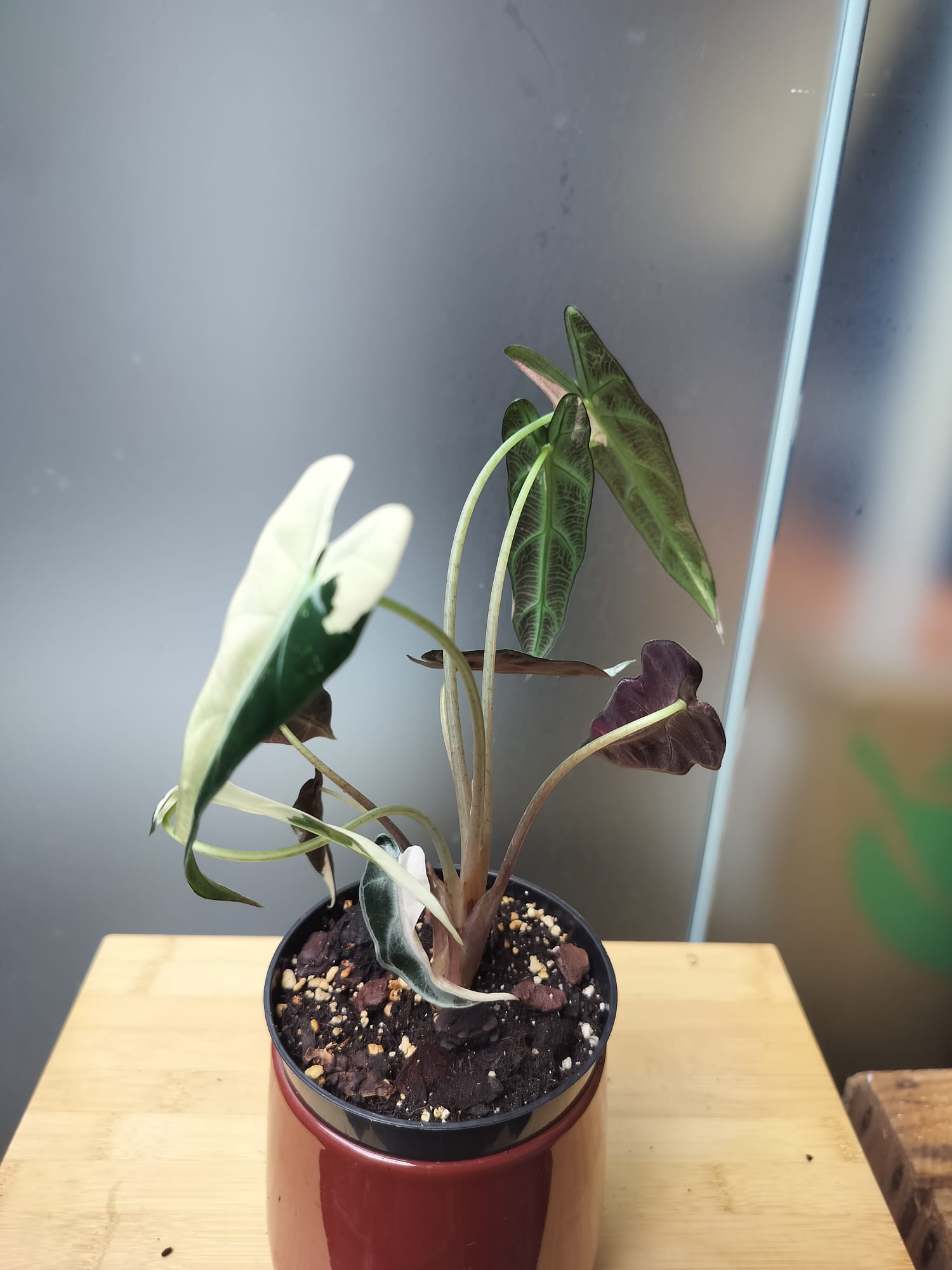 Alocasia bambino pink image 1