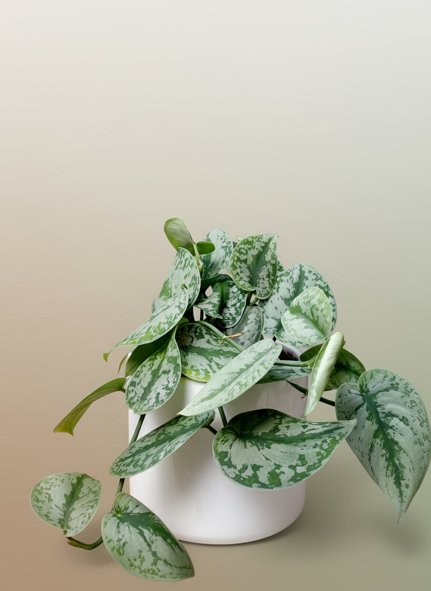 Scindapsus trebii image 0