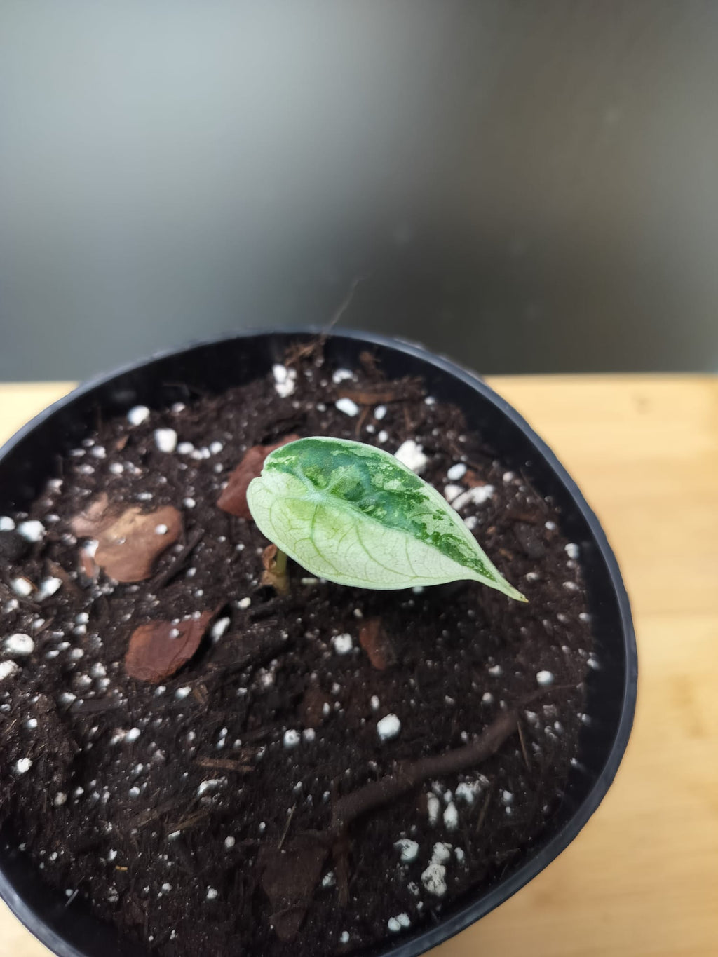 Alocasia Watsoniana Velvet Variegata  image 1
