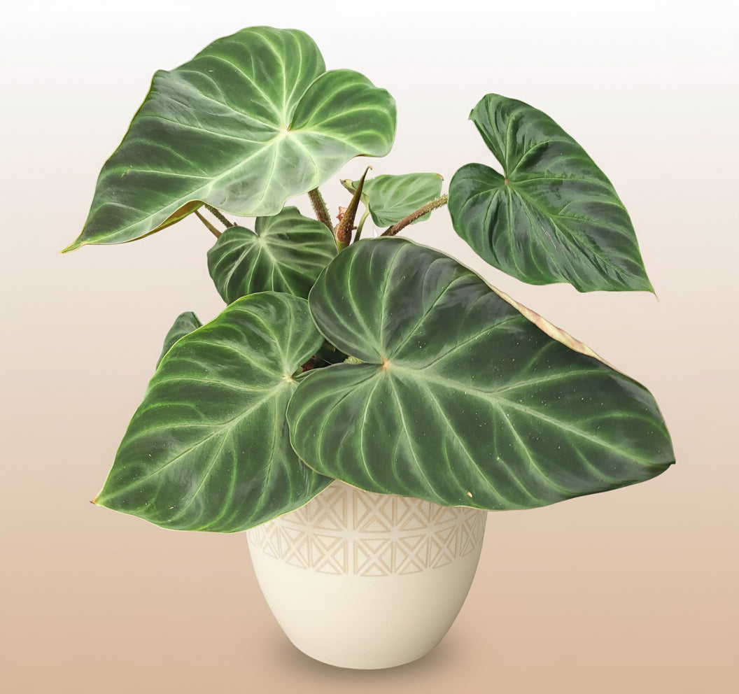 Philodendron verucosum image 0