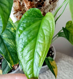 Monstera siltepecana variegata bladstekken image 2