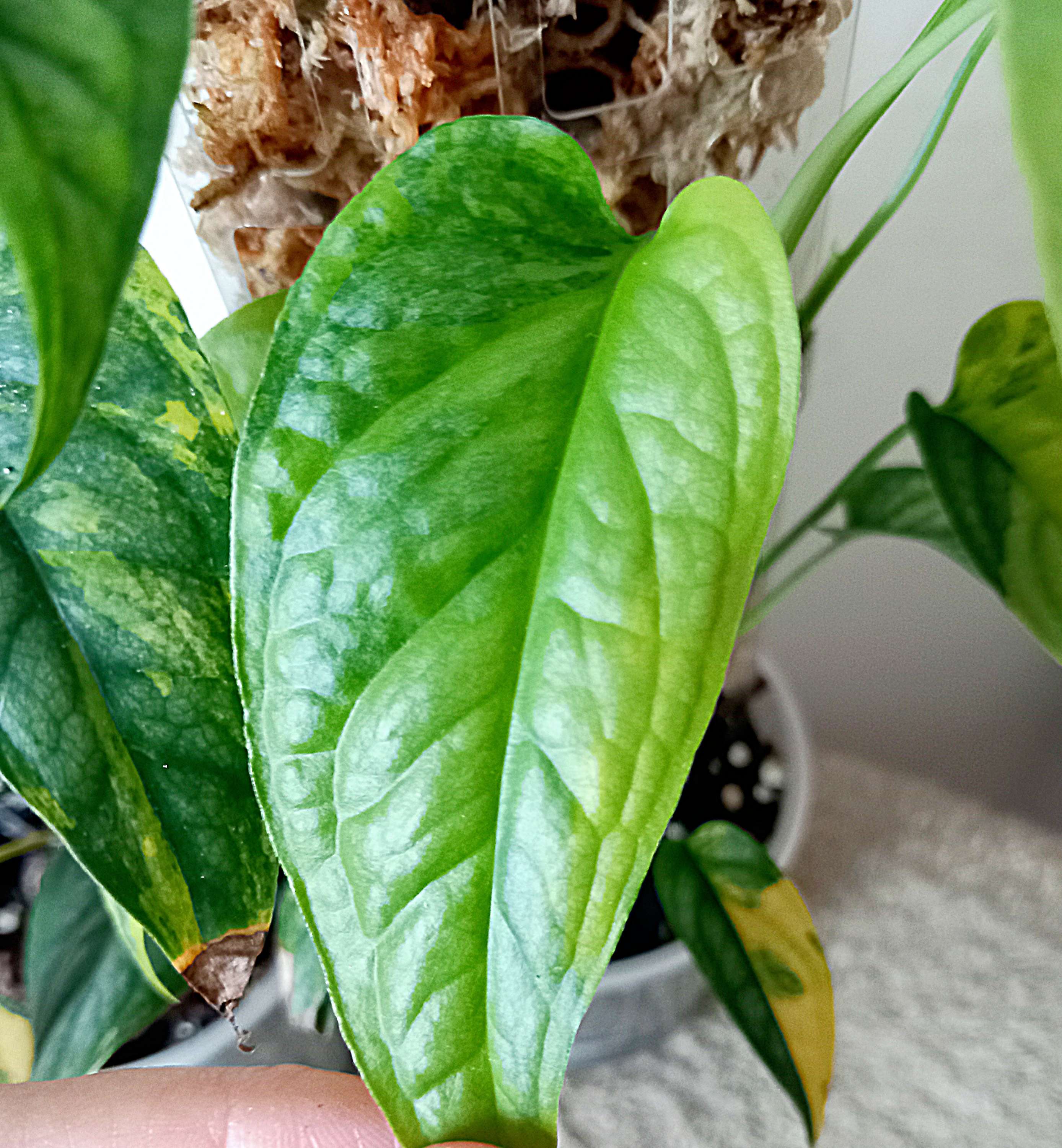 Monstera siltepecana variegata bladstekken image 2