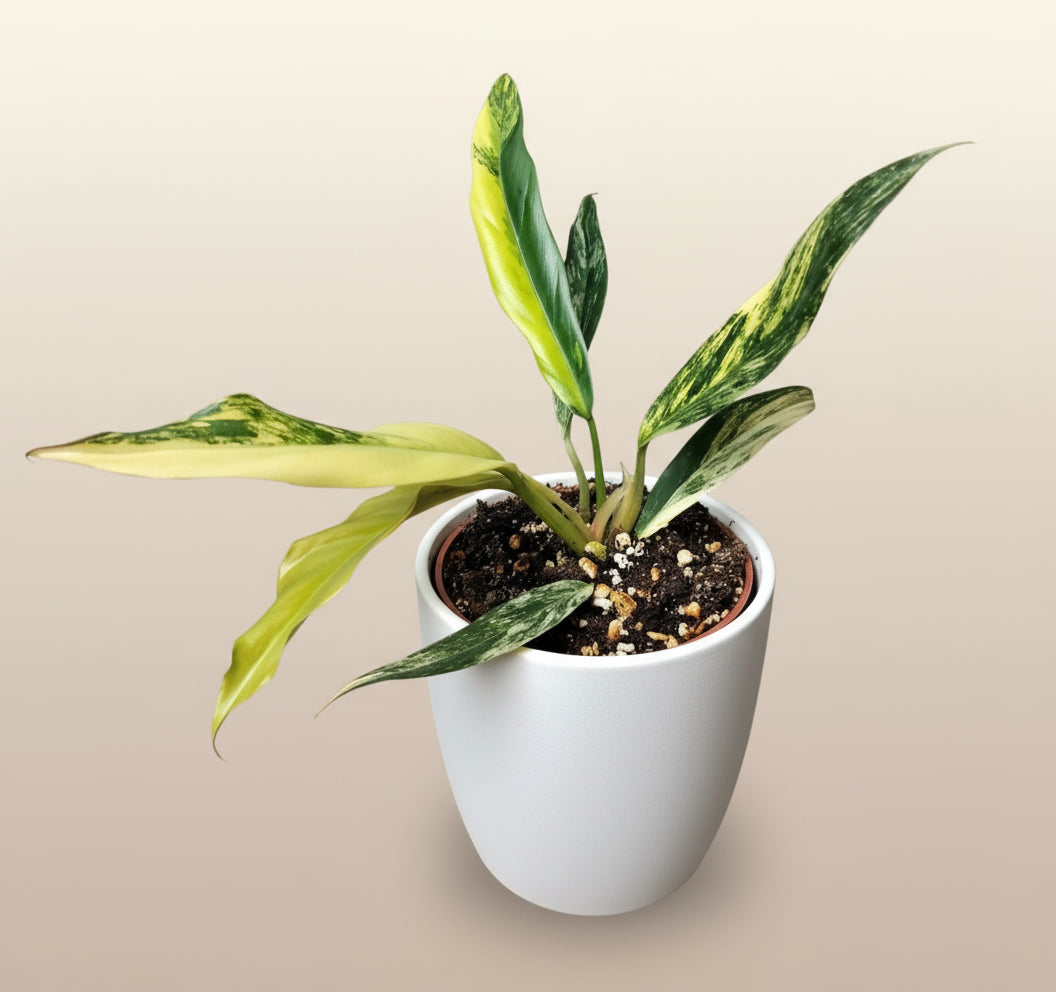 Philodendron caramel marble image 0