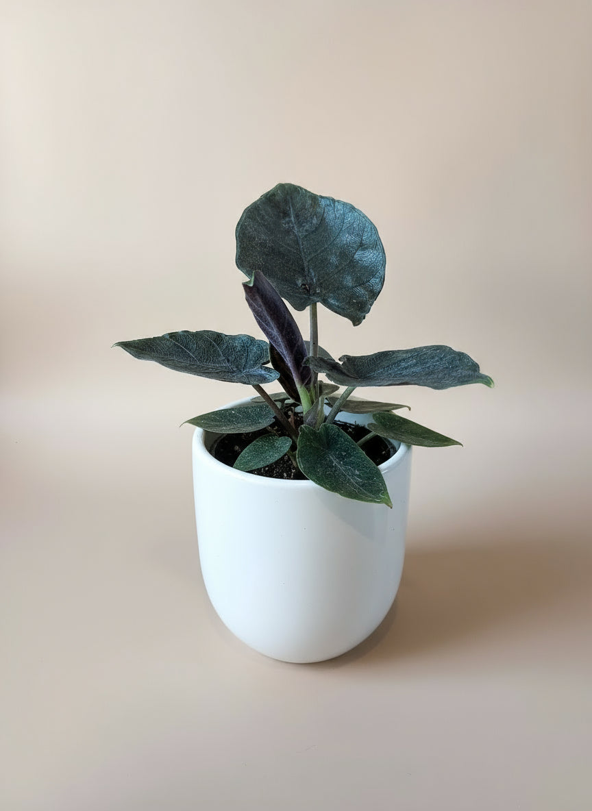 Alocasia antoro velvet image 0