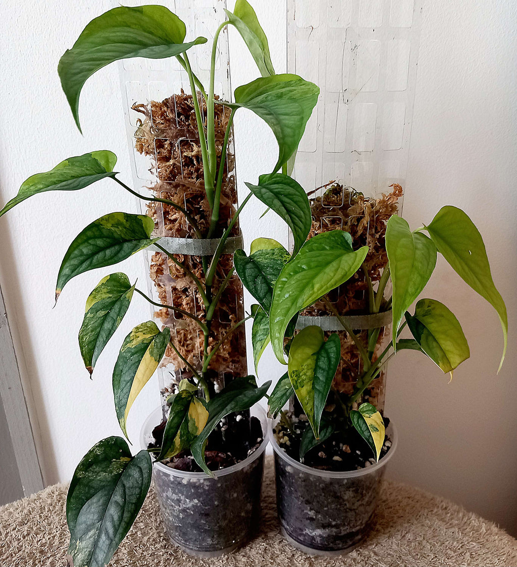 Monstera siltepecana variegata bladstekken image 1