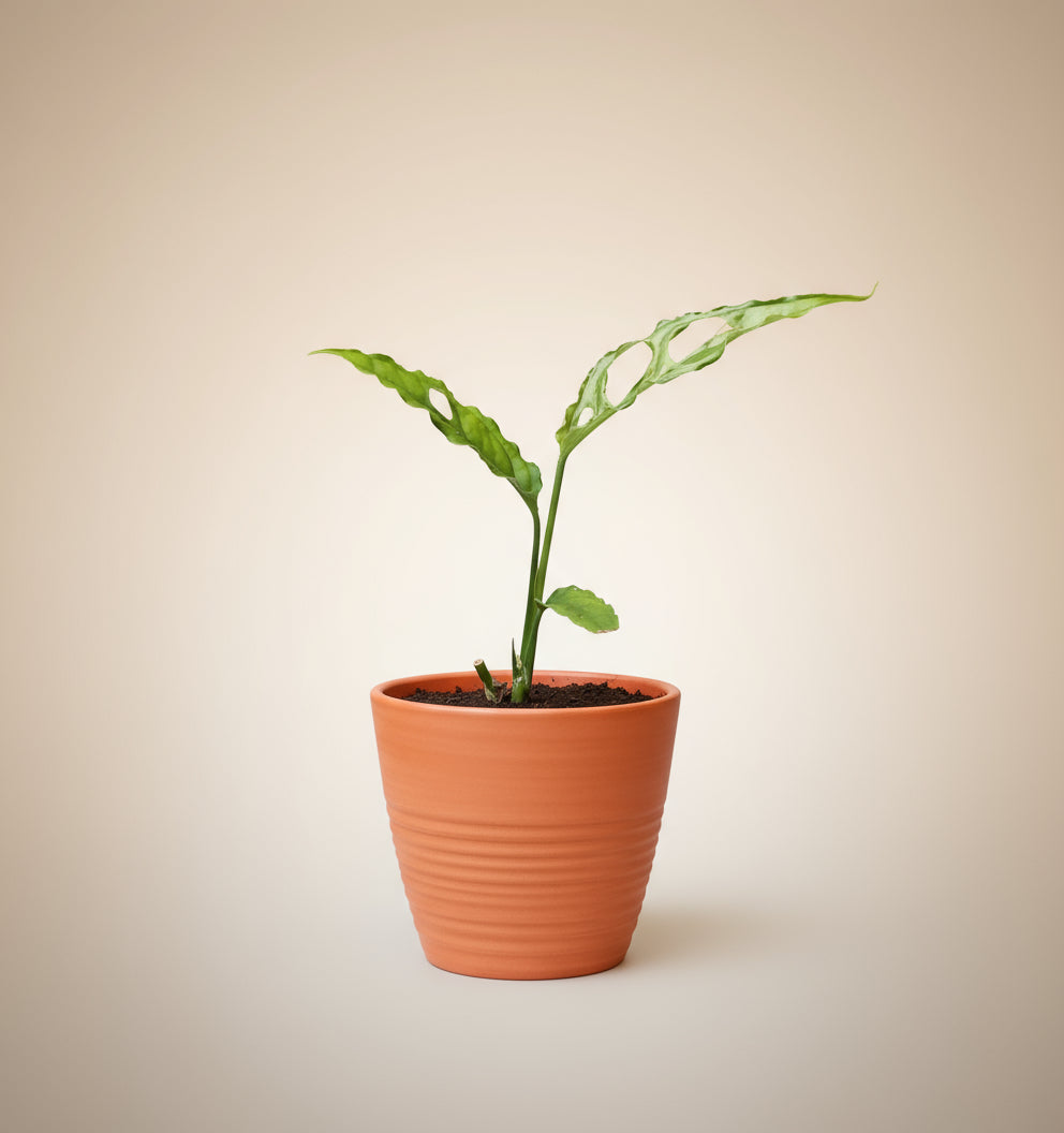 Monstera obliqua peru image 0