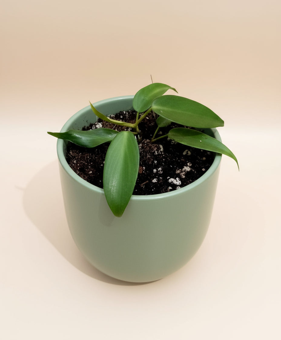 Philodendron lelano miyano image 0