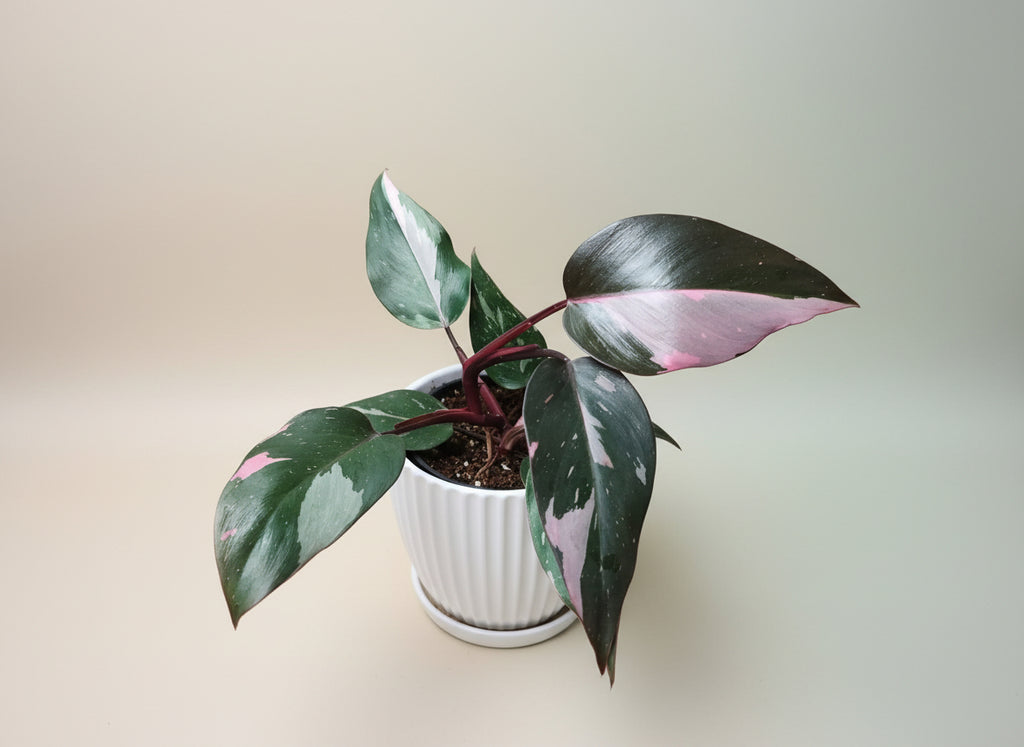 Philodendron pink princess image 1
