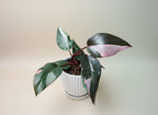 Philodendron pink princess image 1
