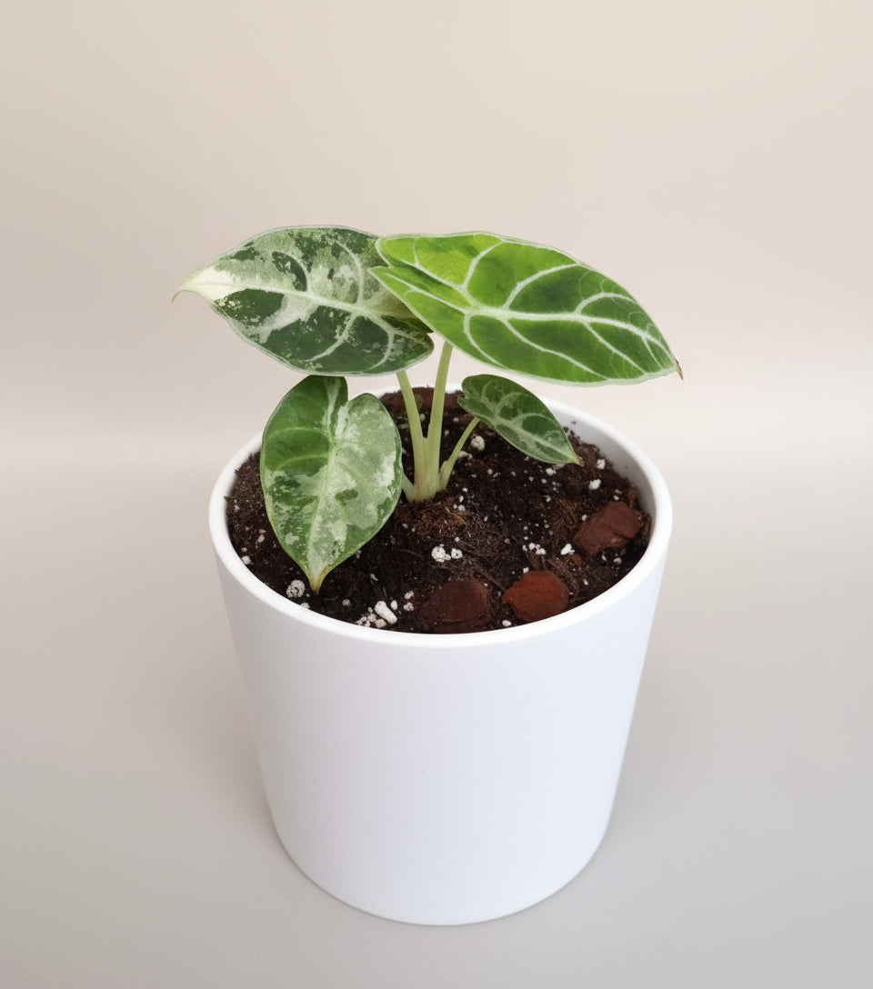 Alocasia Watsoniana Velvet Variegata  image 0