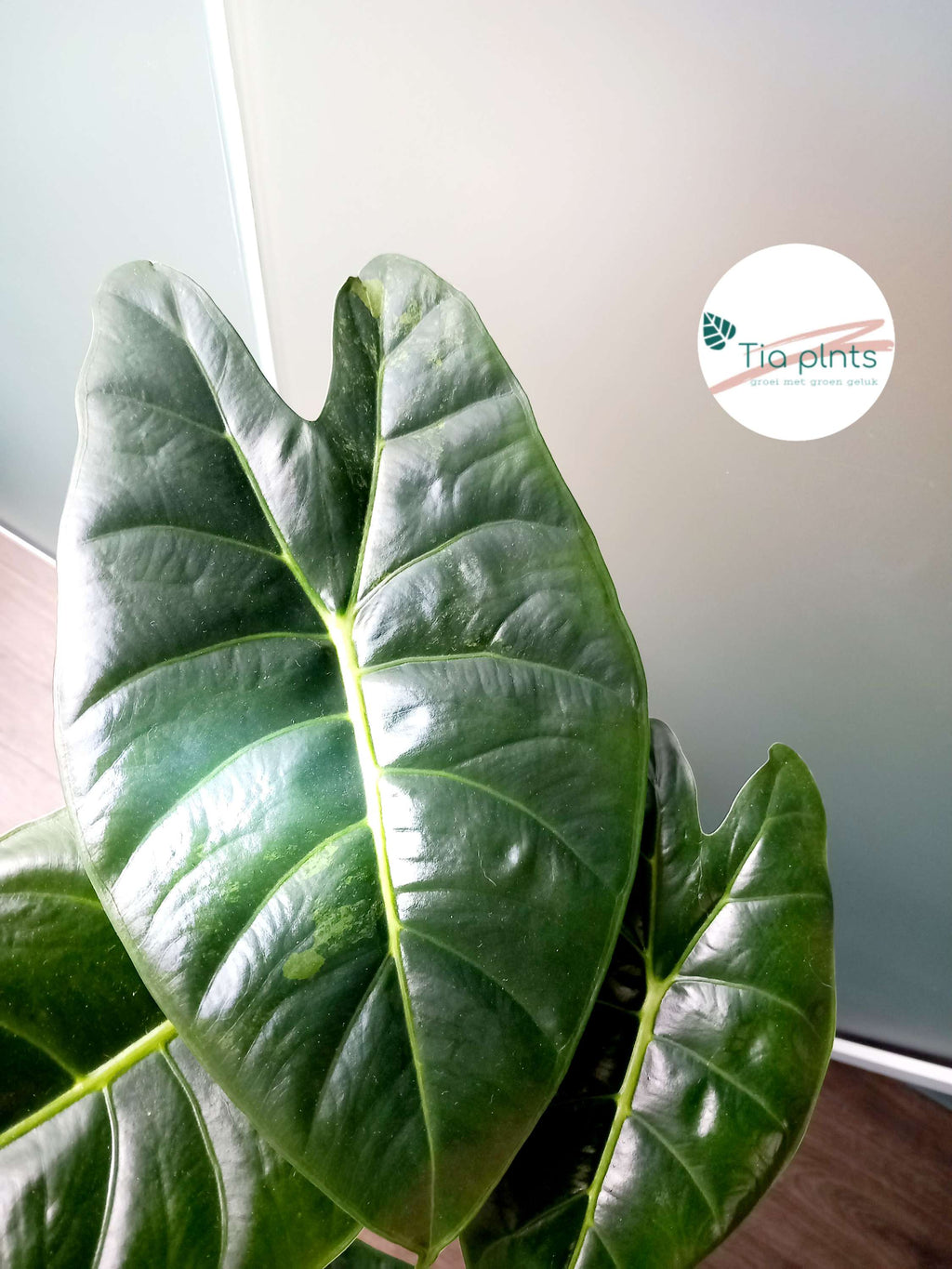 Alocasia golden bone image 2