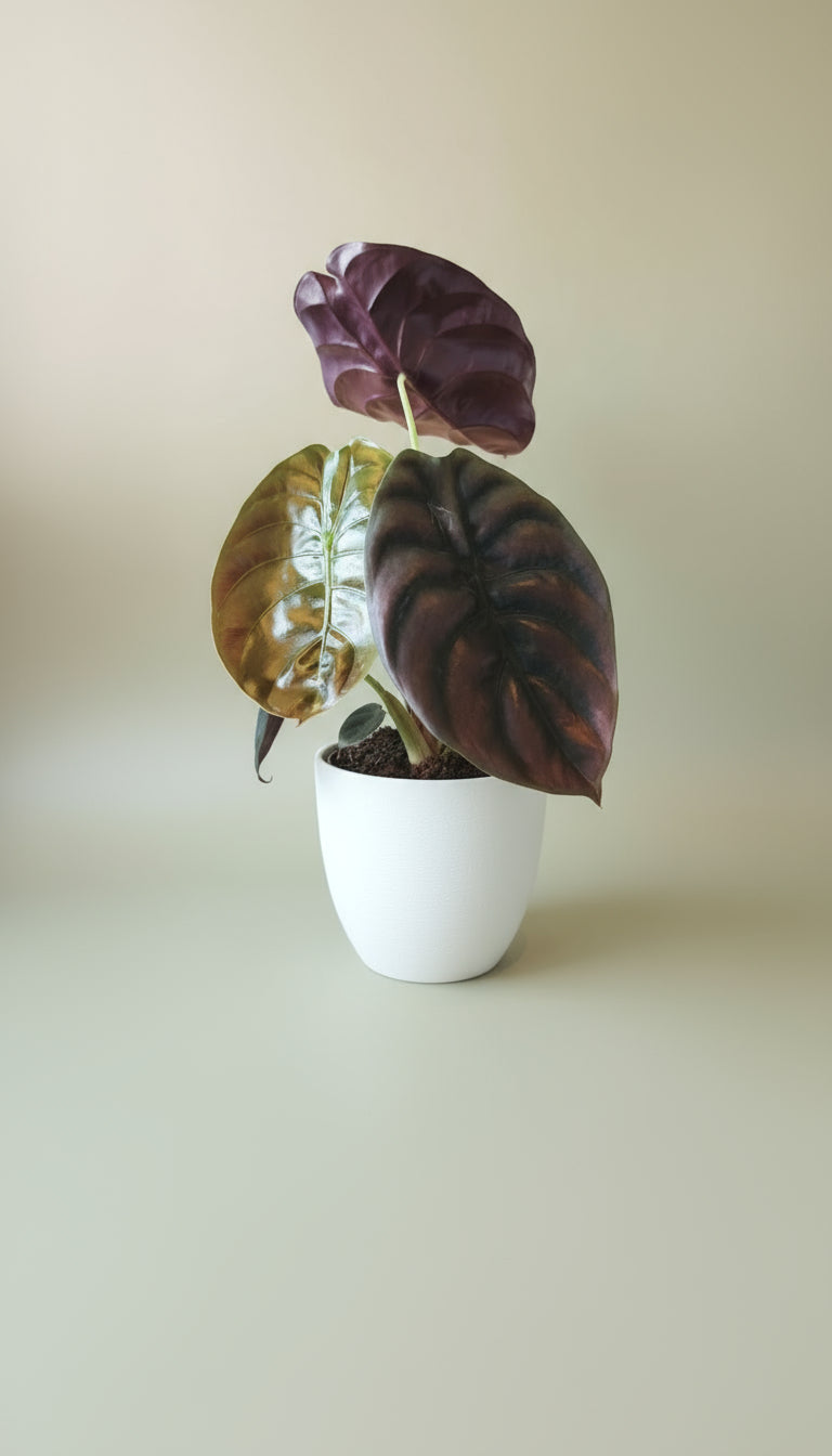 Alocasia cuprea/red secred image 0