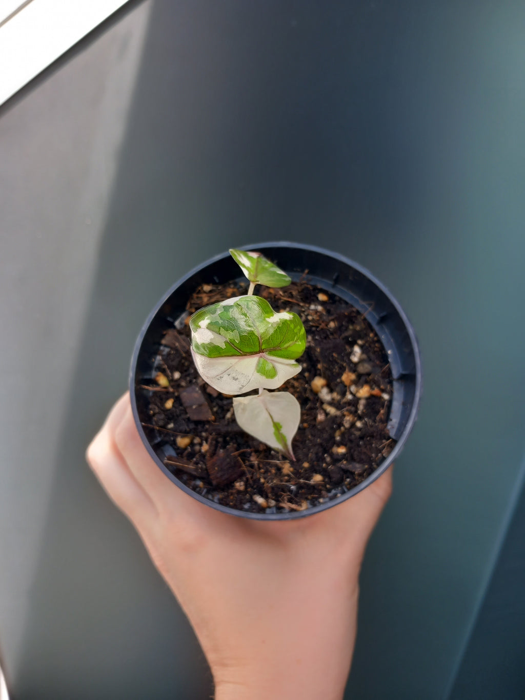 Alocasia serendipity pink variegata image 1