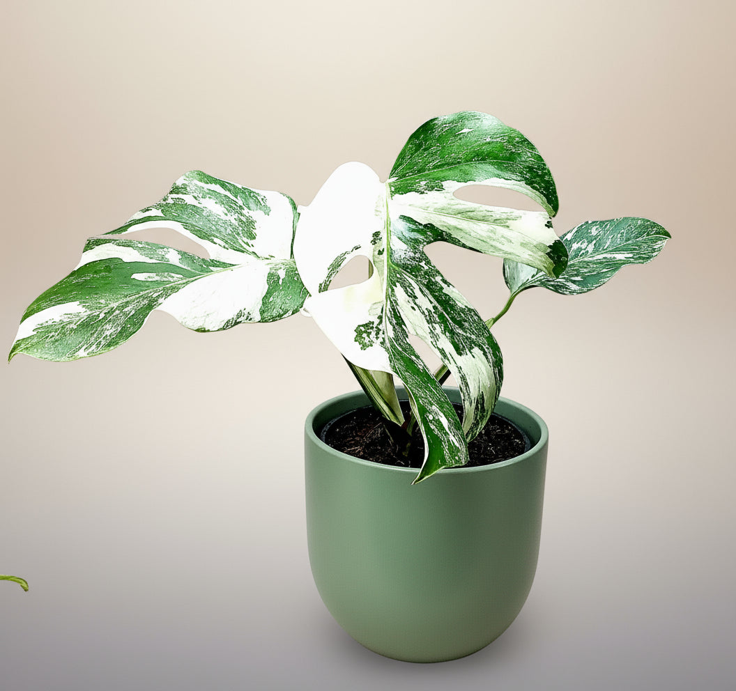 Monstera deliciosa variegata image 1