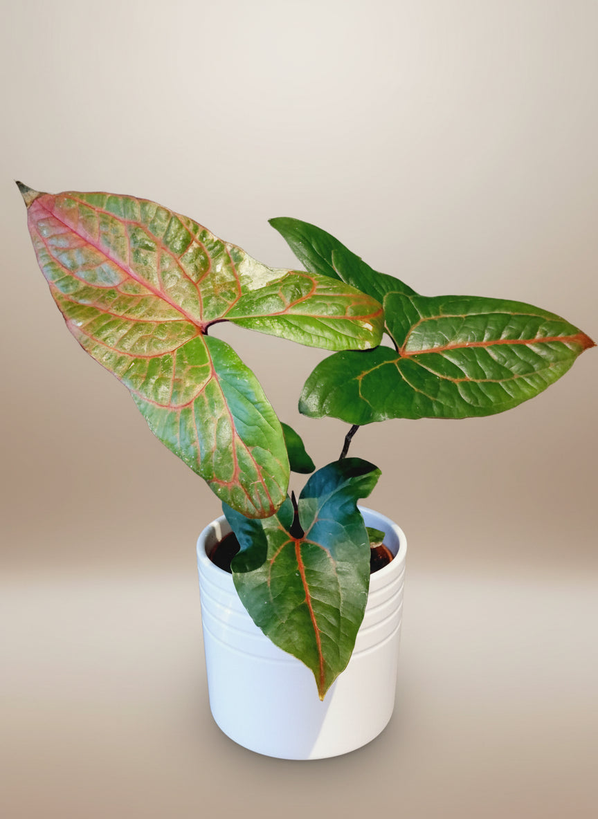 Cyrtosperma black jack image 0