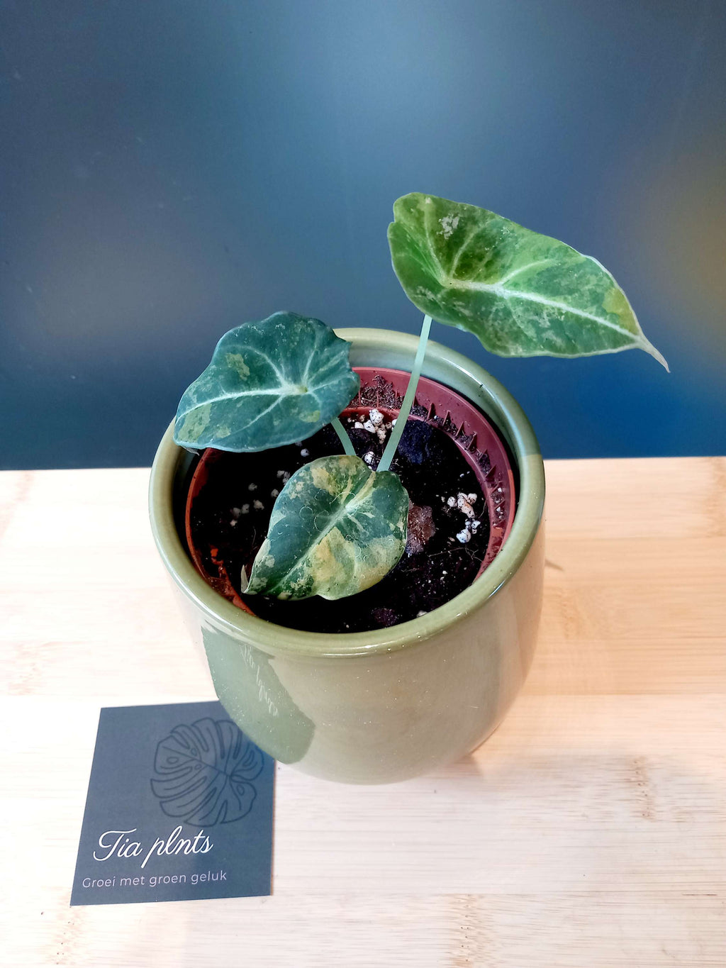 Alocasia Black Velvet Gold image 2