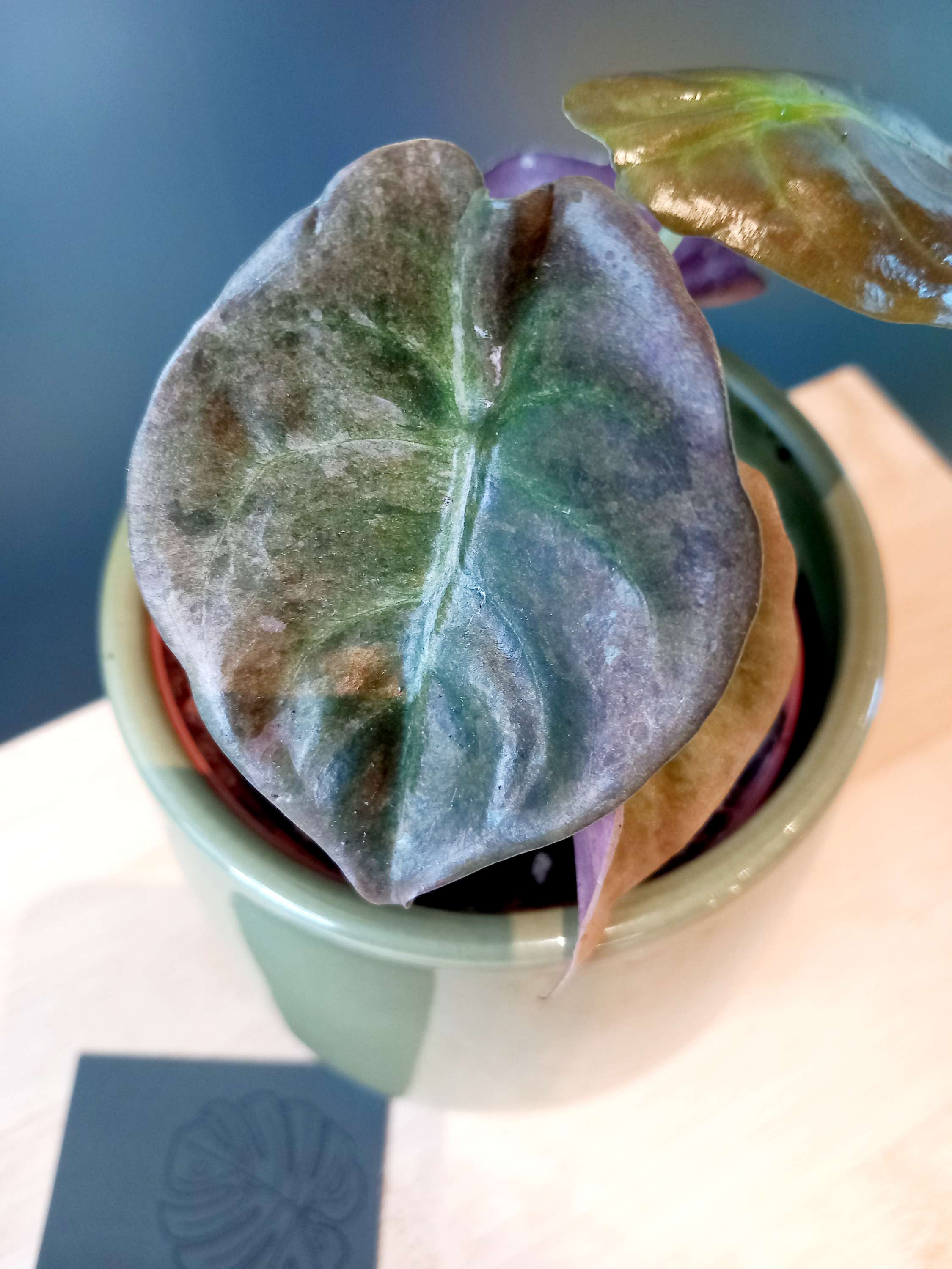 Alocasia Cuprea Variegata image 1