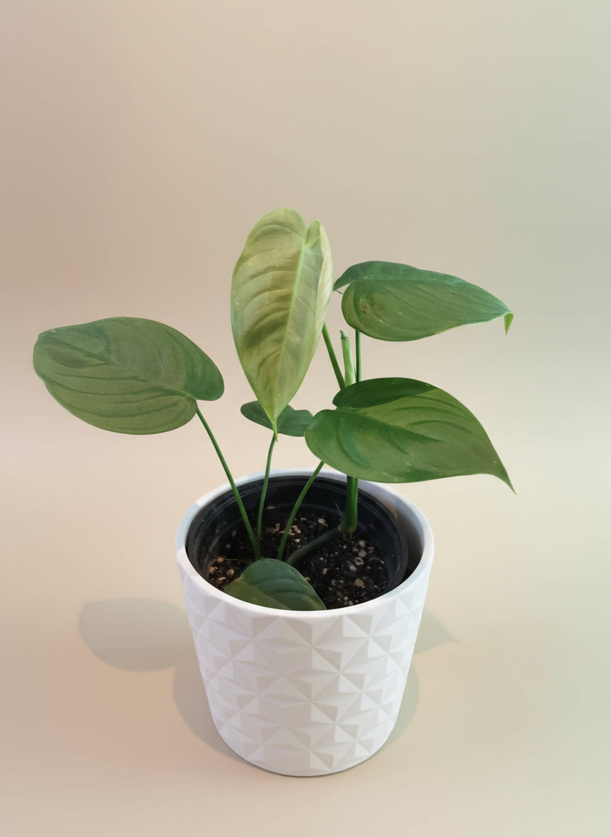 Philodendron tenue image 0