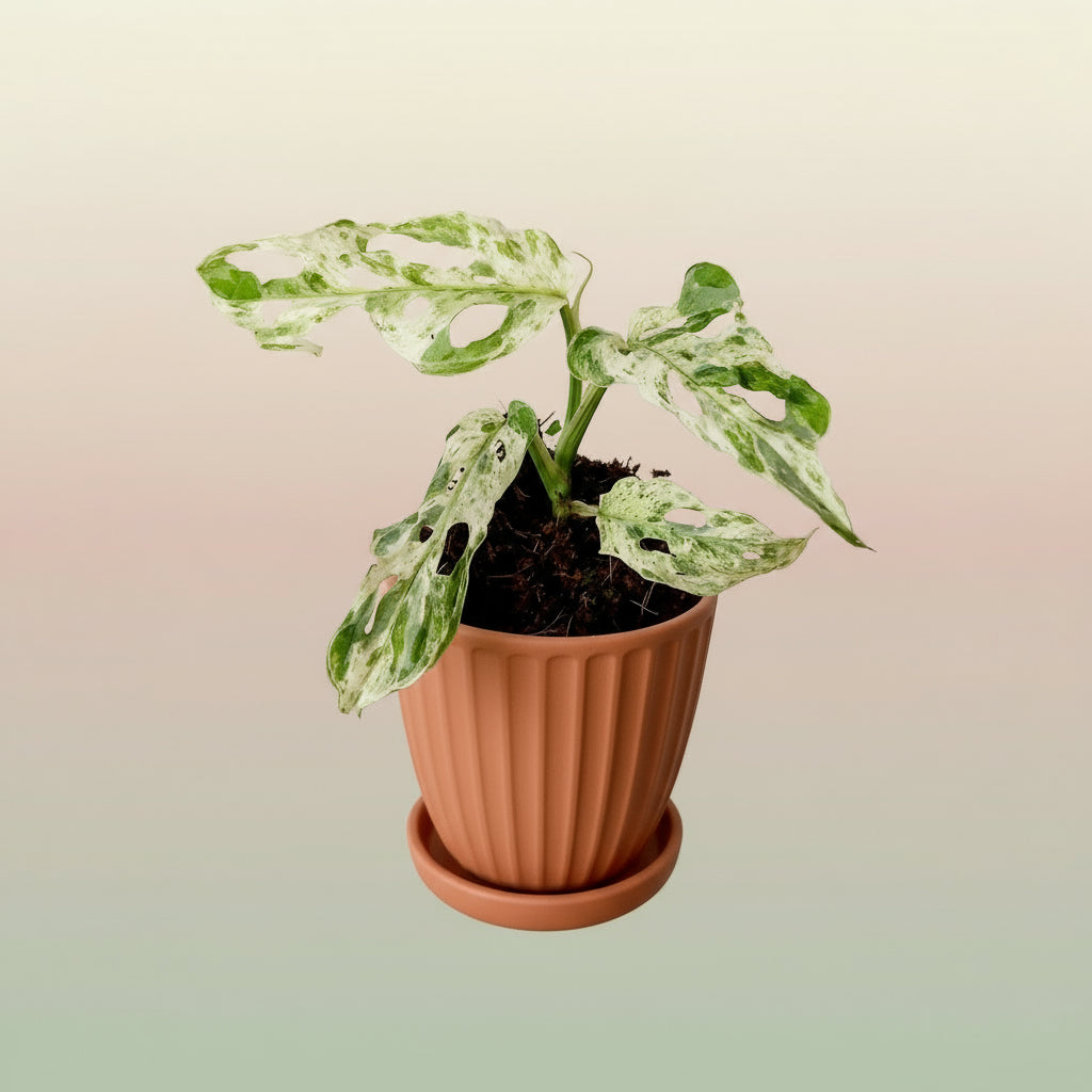 Monstera frozen freckles image 0