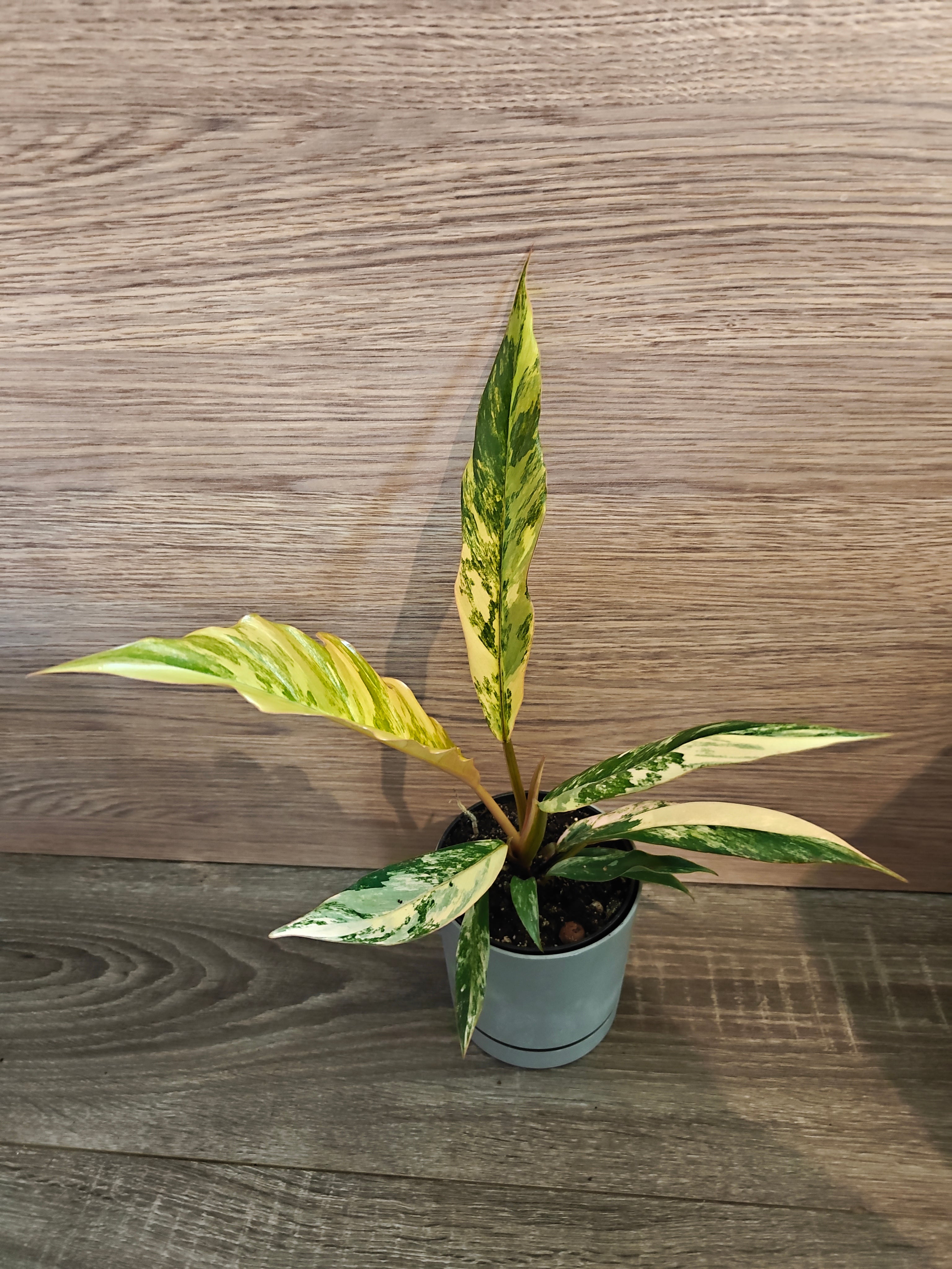 Philodendron caramel marble