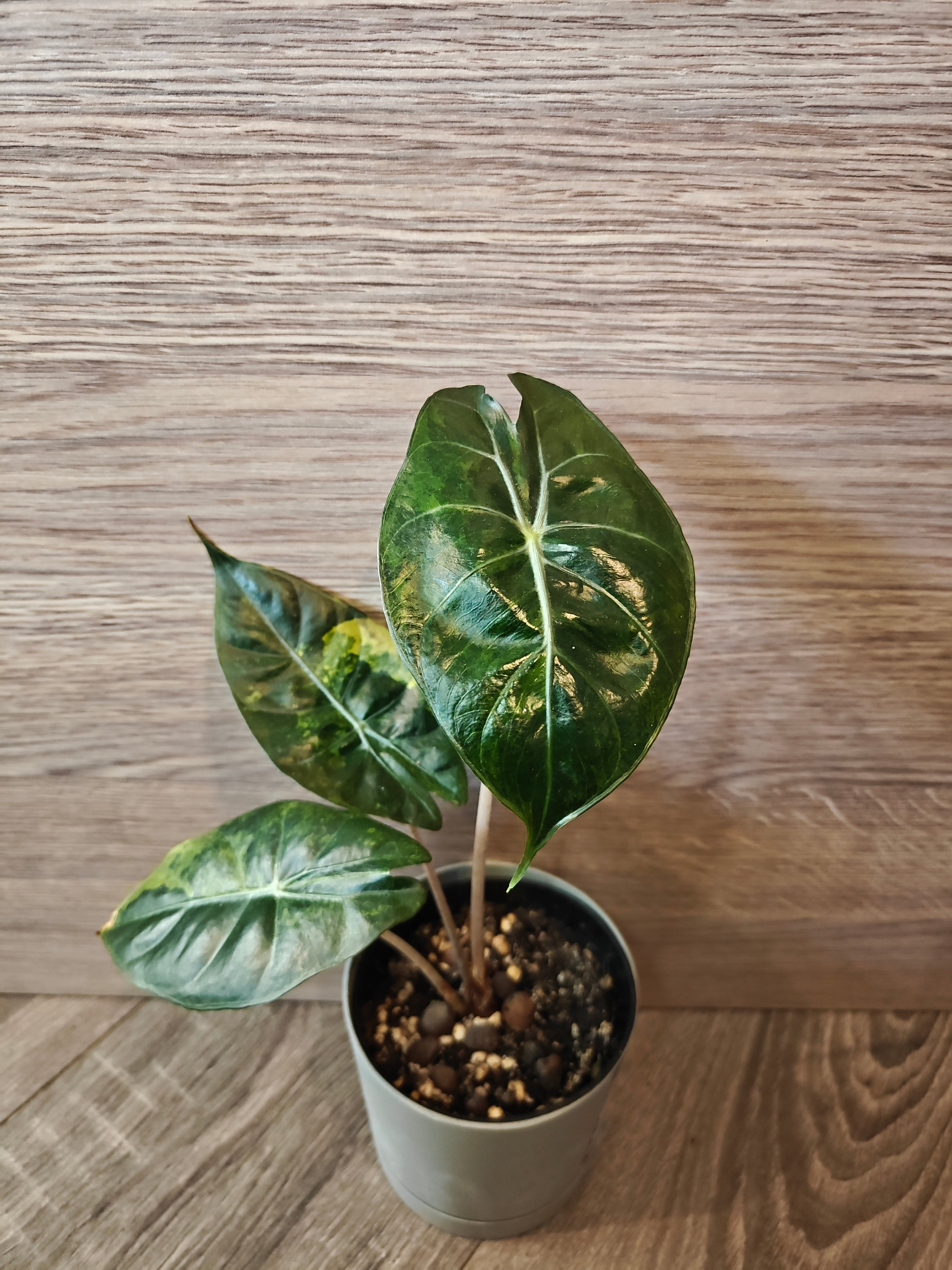 Alocasia Pink Dragon Aurea