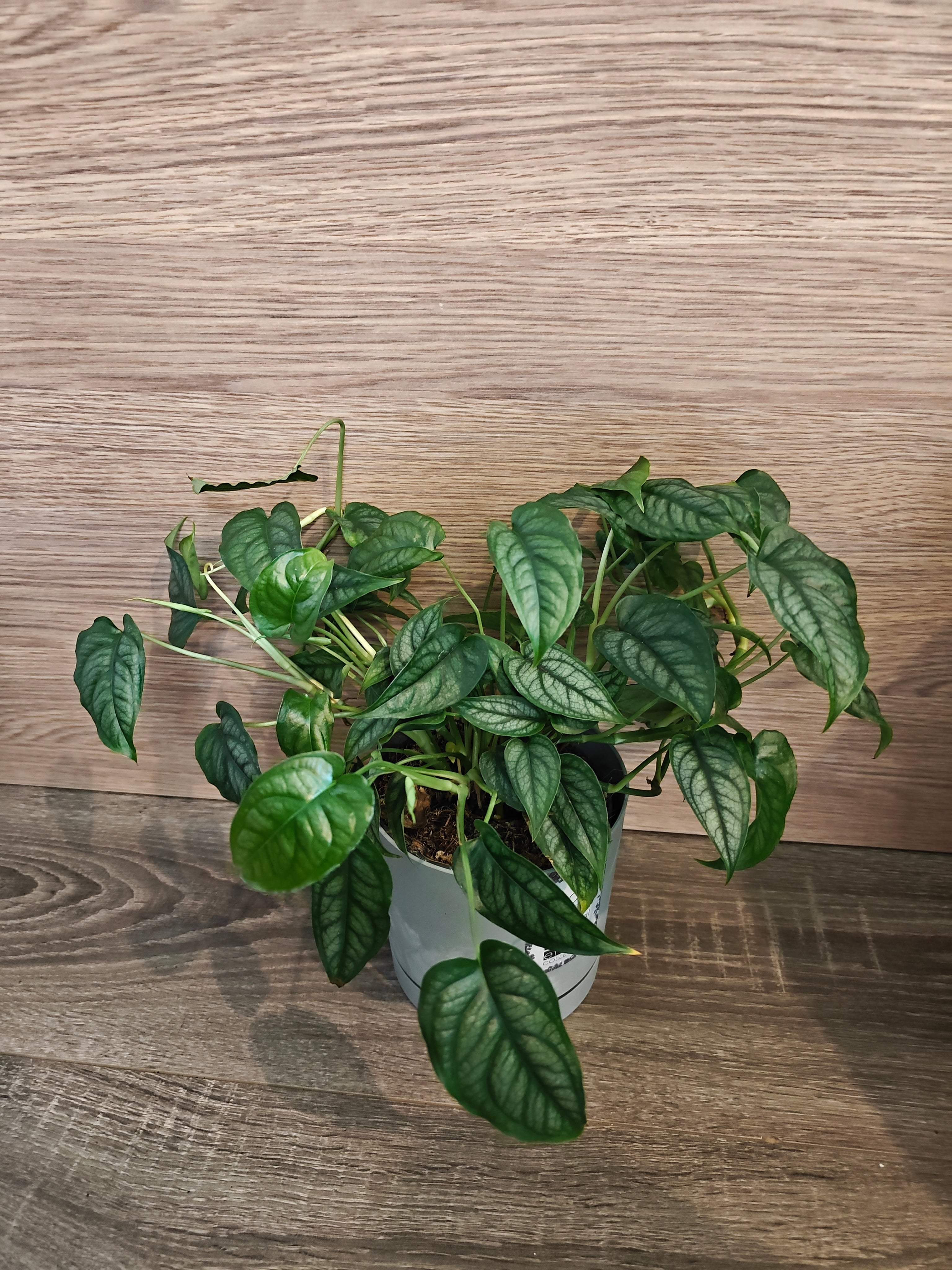 Monstera siltepecana
