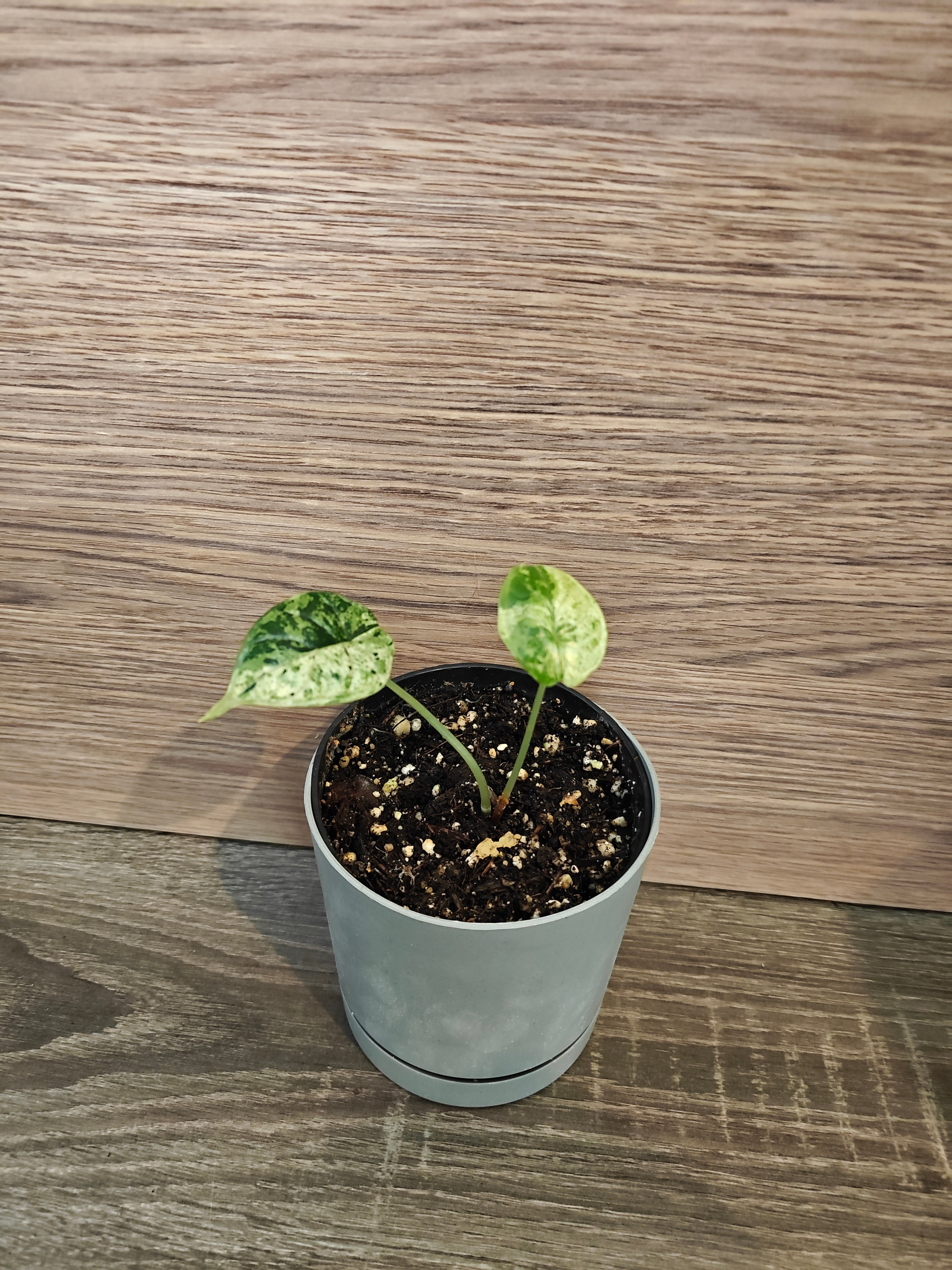 Alocasia dragon scale variegata/mint