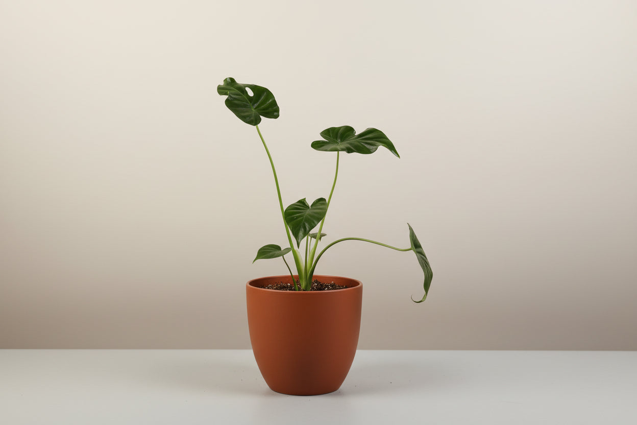 Alocasia Gageana