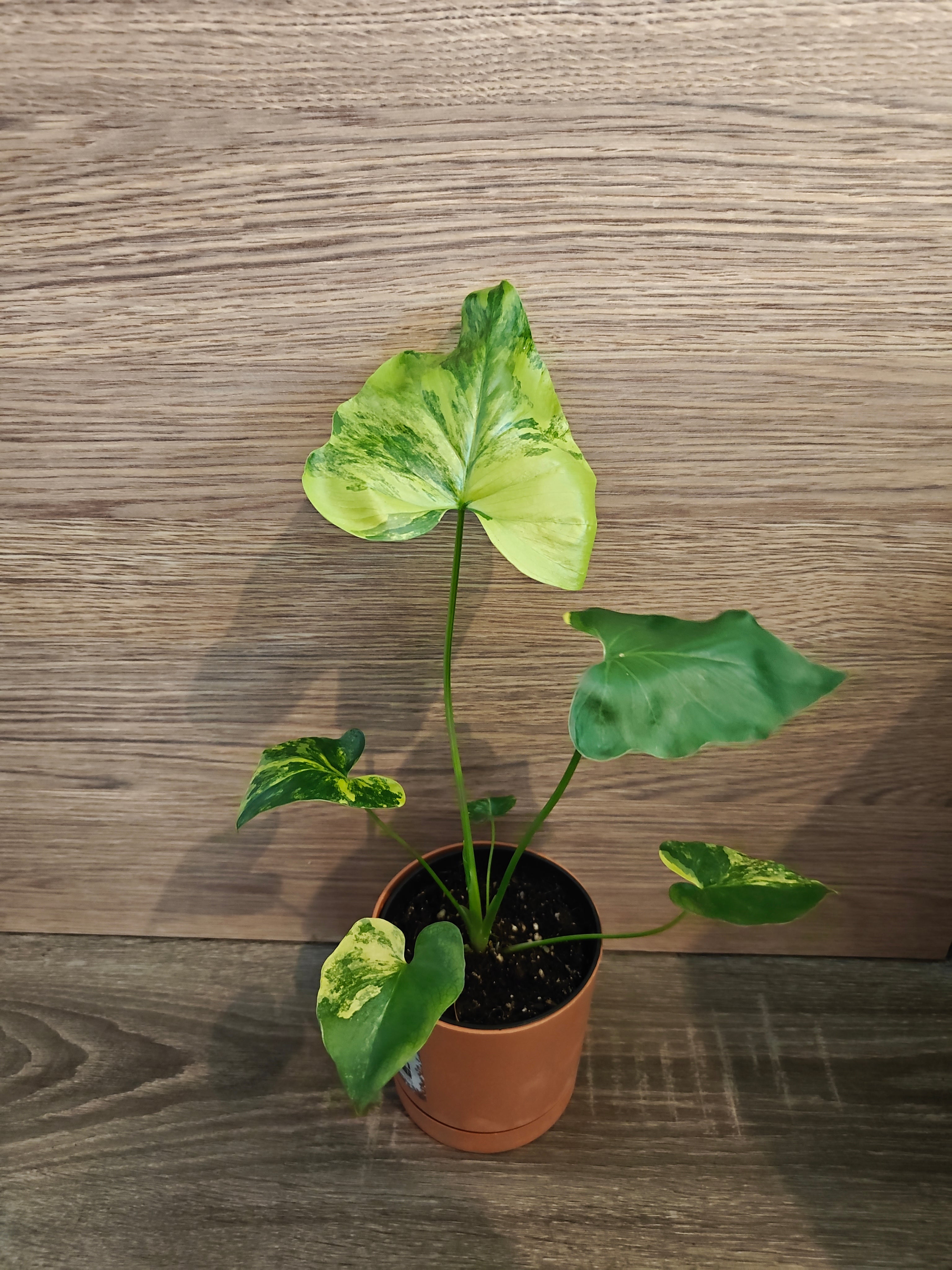Philodendron bipinnatifidum aurea
