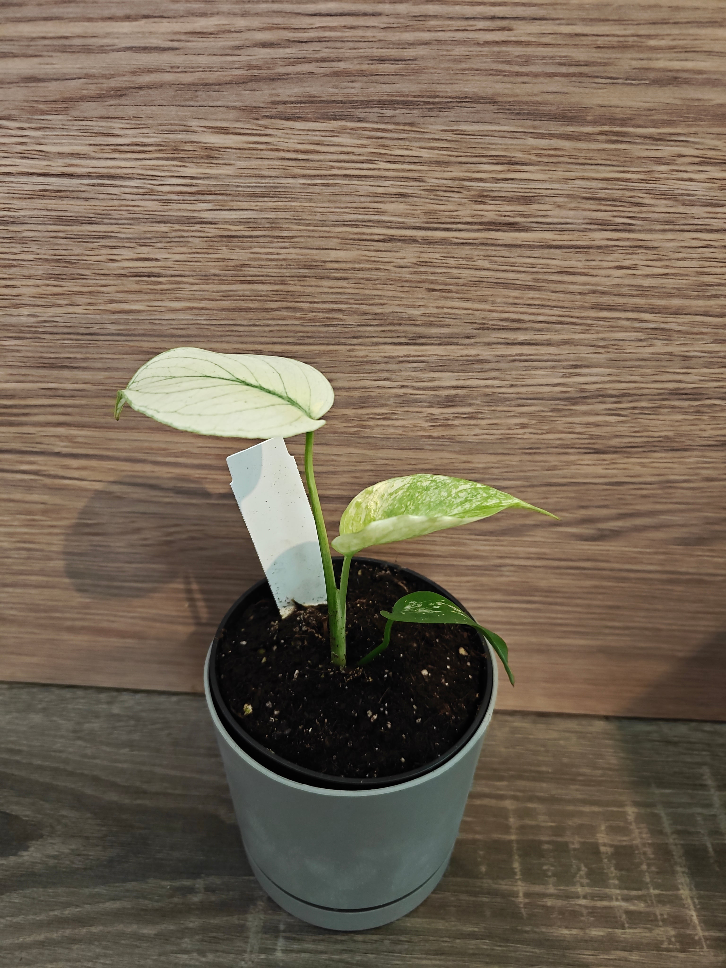 Monstera mint