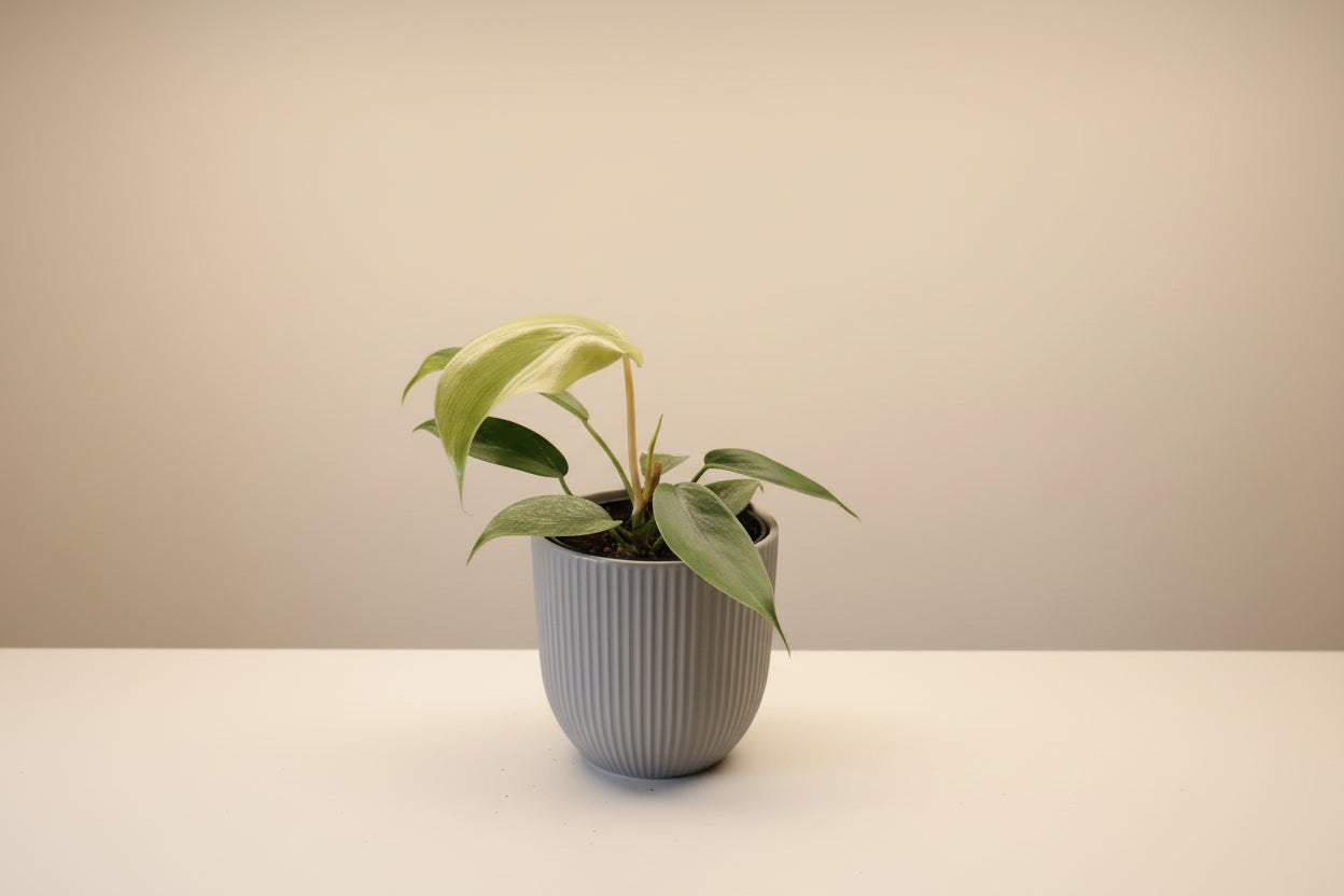 Philodendron Florida Ghost