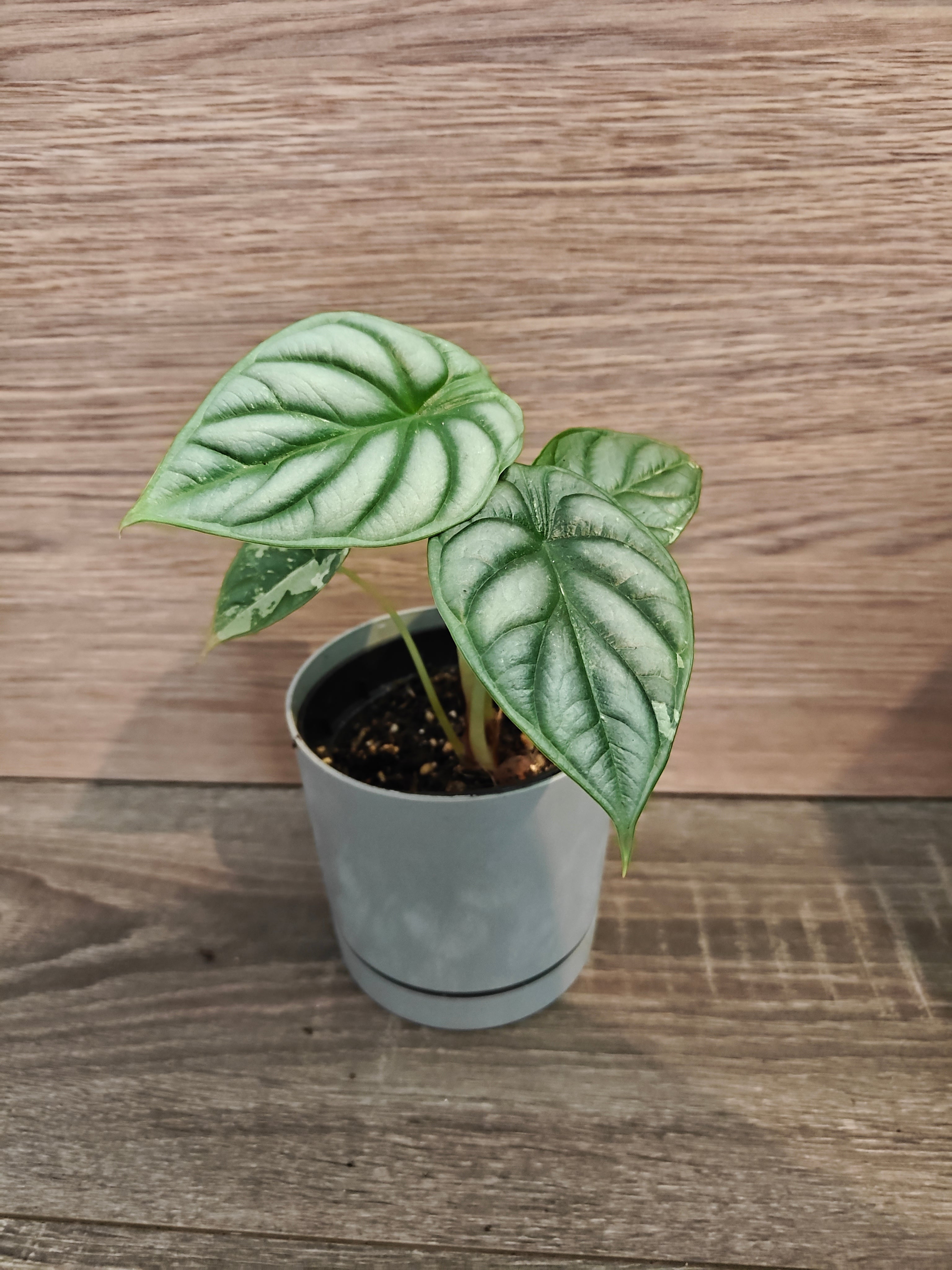 Alocasia silver dragon low variegata