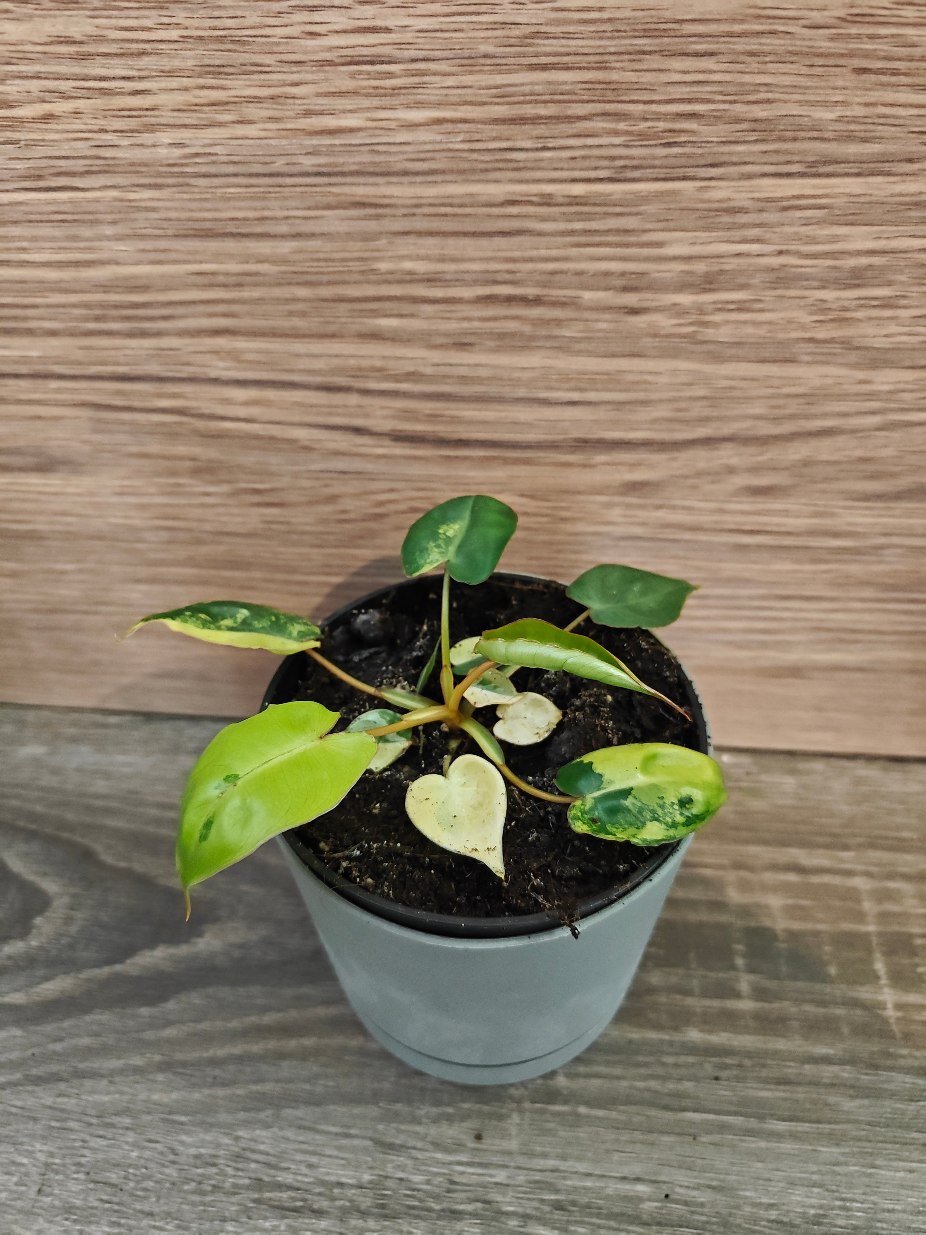 Philodendron billietiae variegata