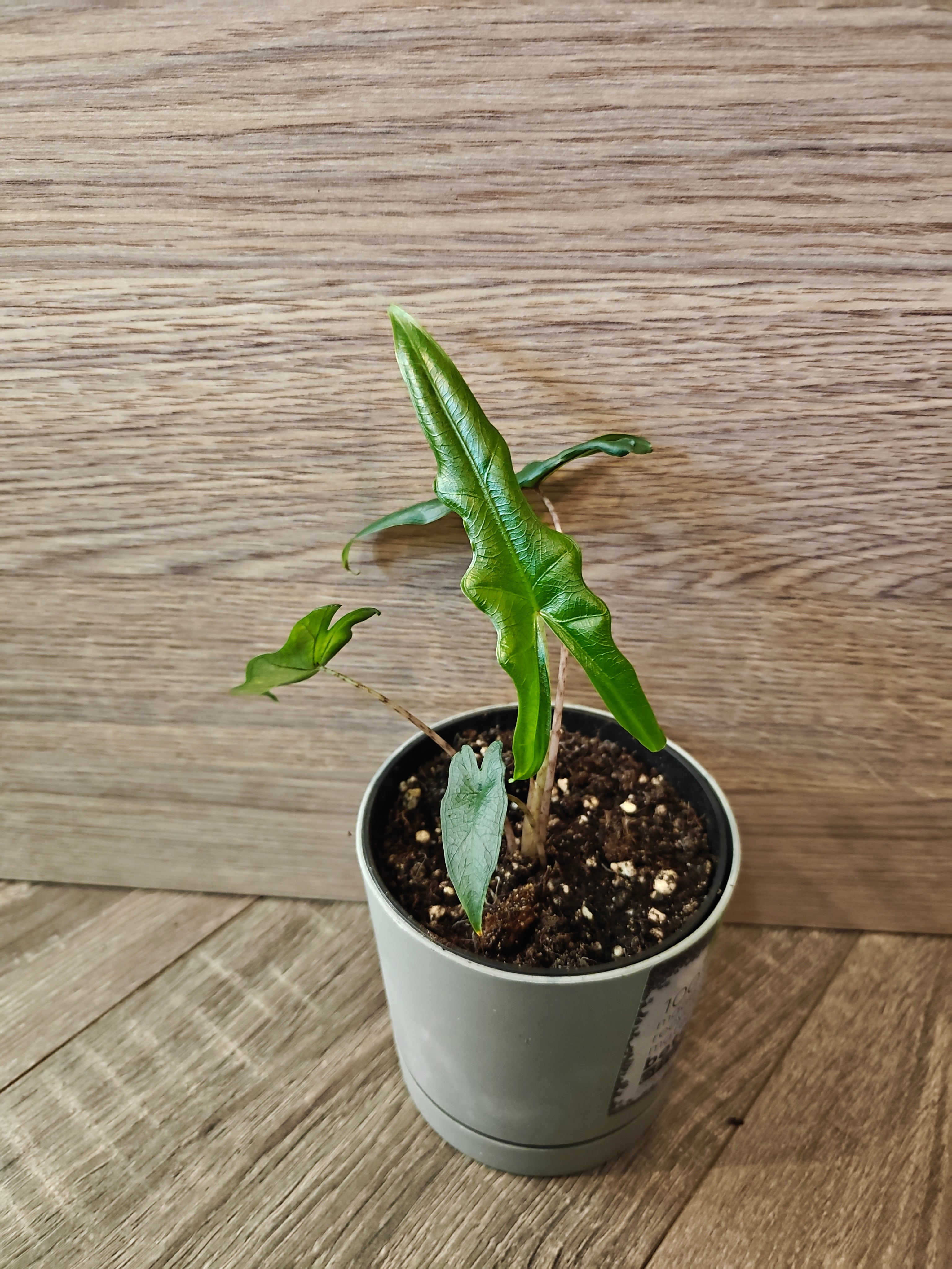Alocasia sabrina
