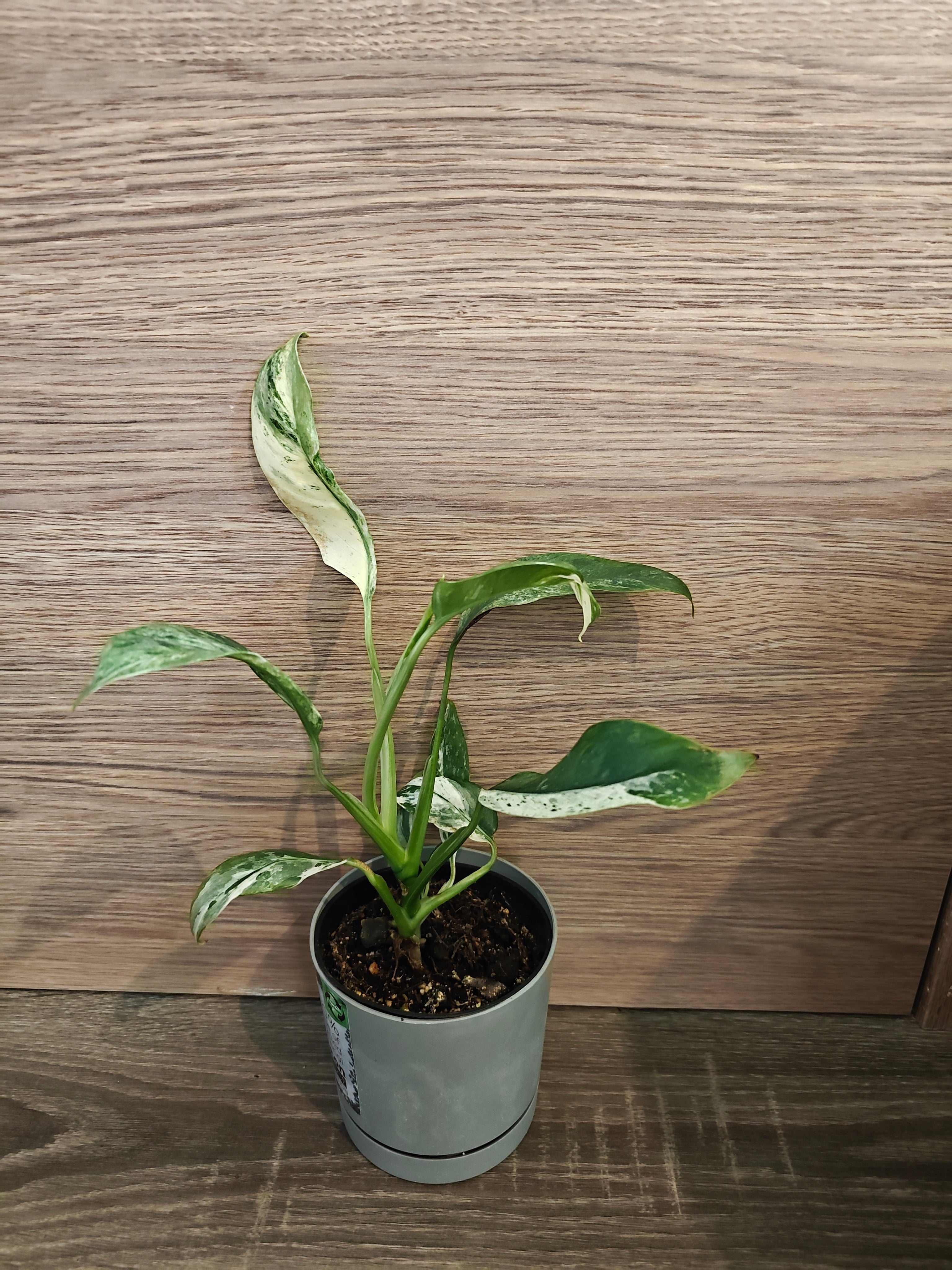 Rhaphidophora puberula variegata