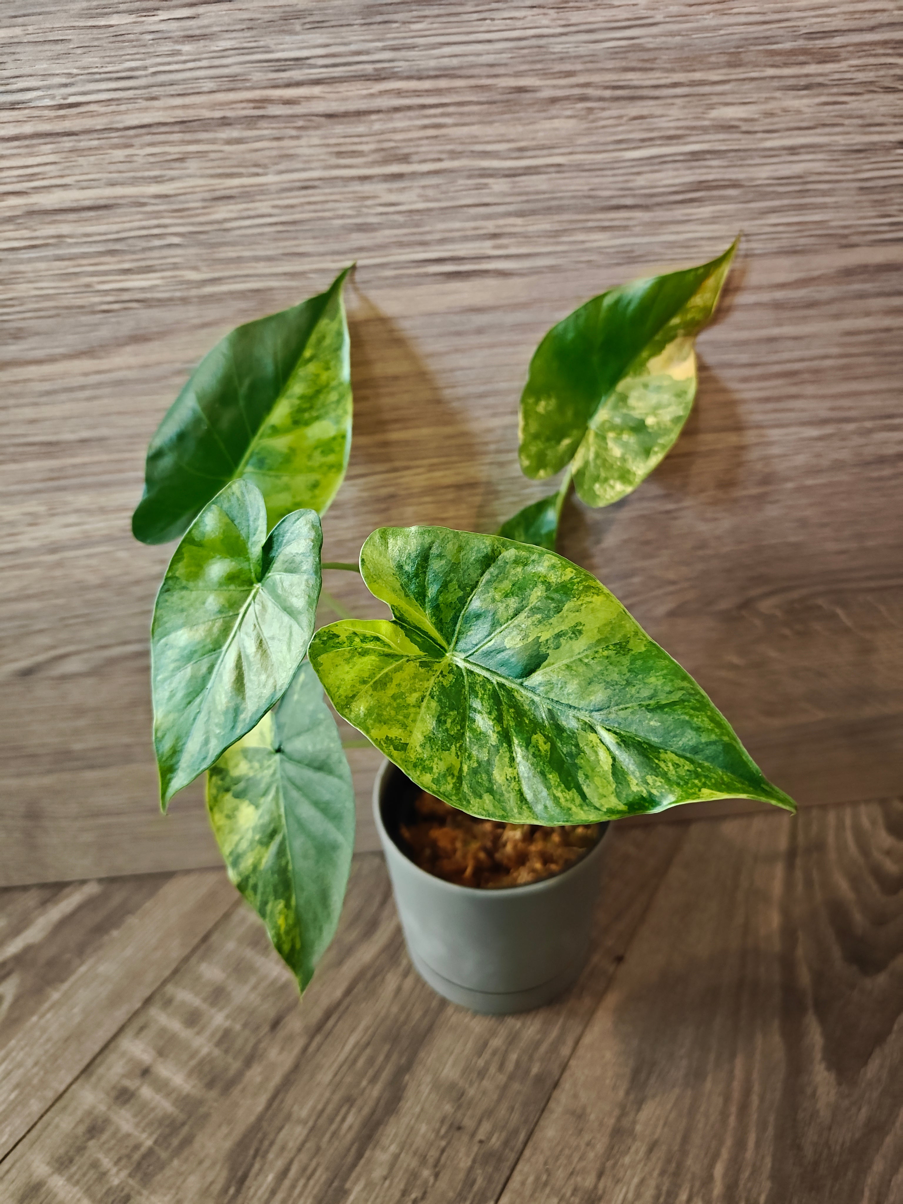 Alocasia gagaena aurea
