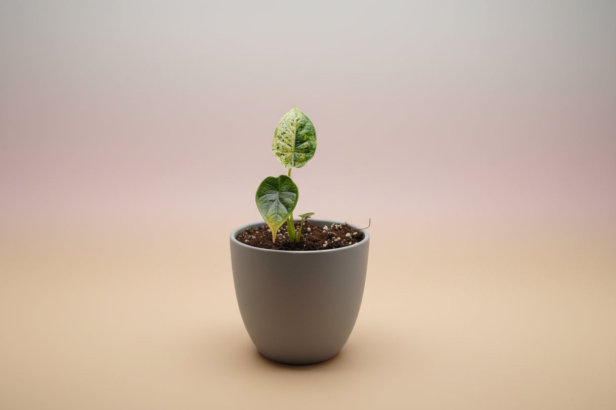 Alocasia Dragon Scale Mint