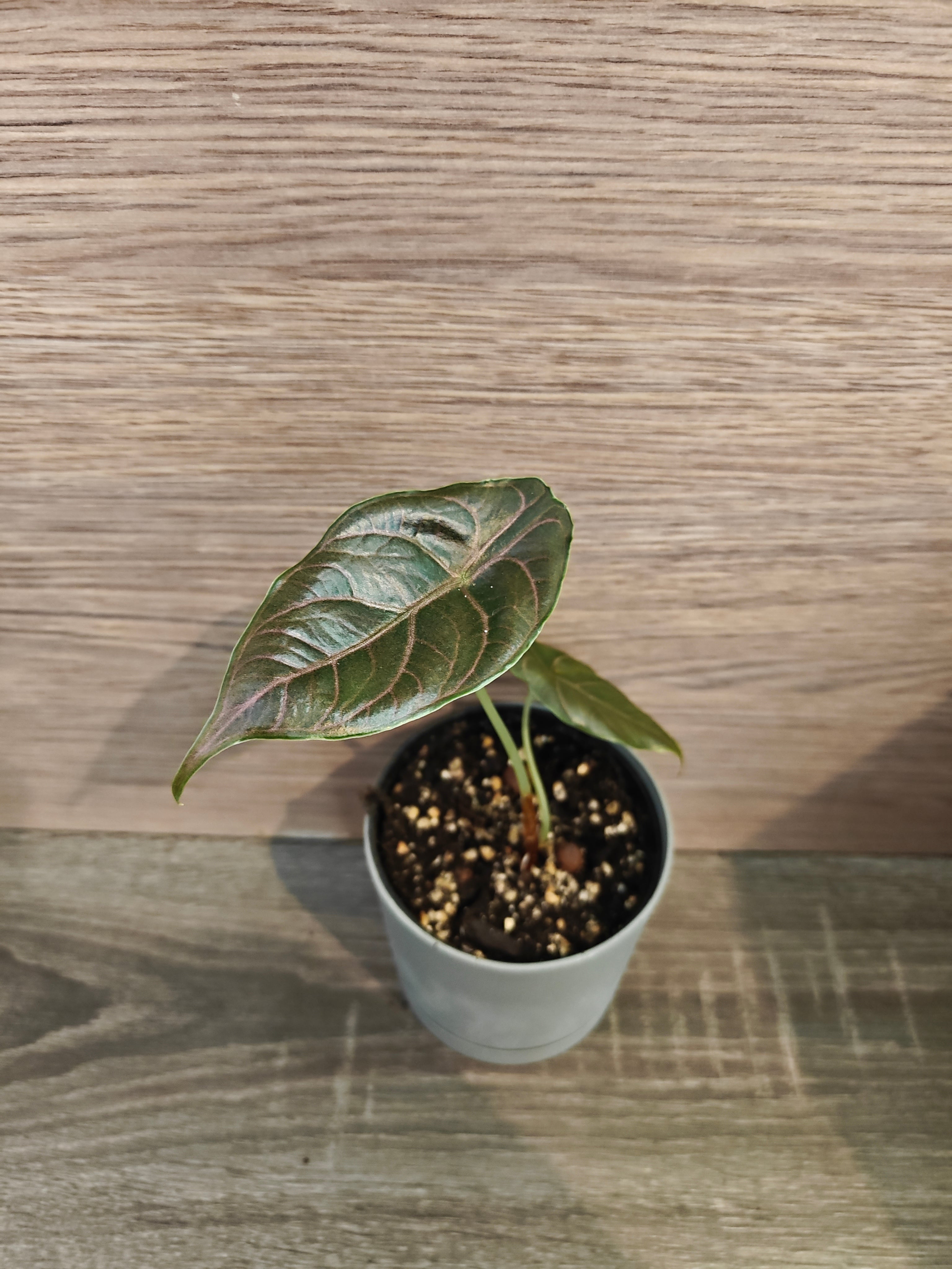 Alocasia Azlanii