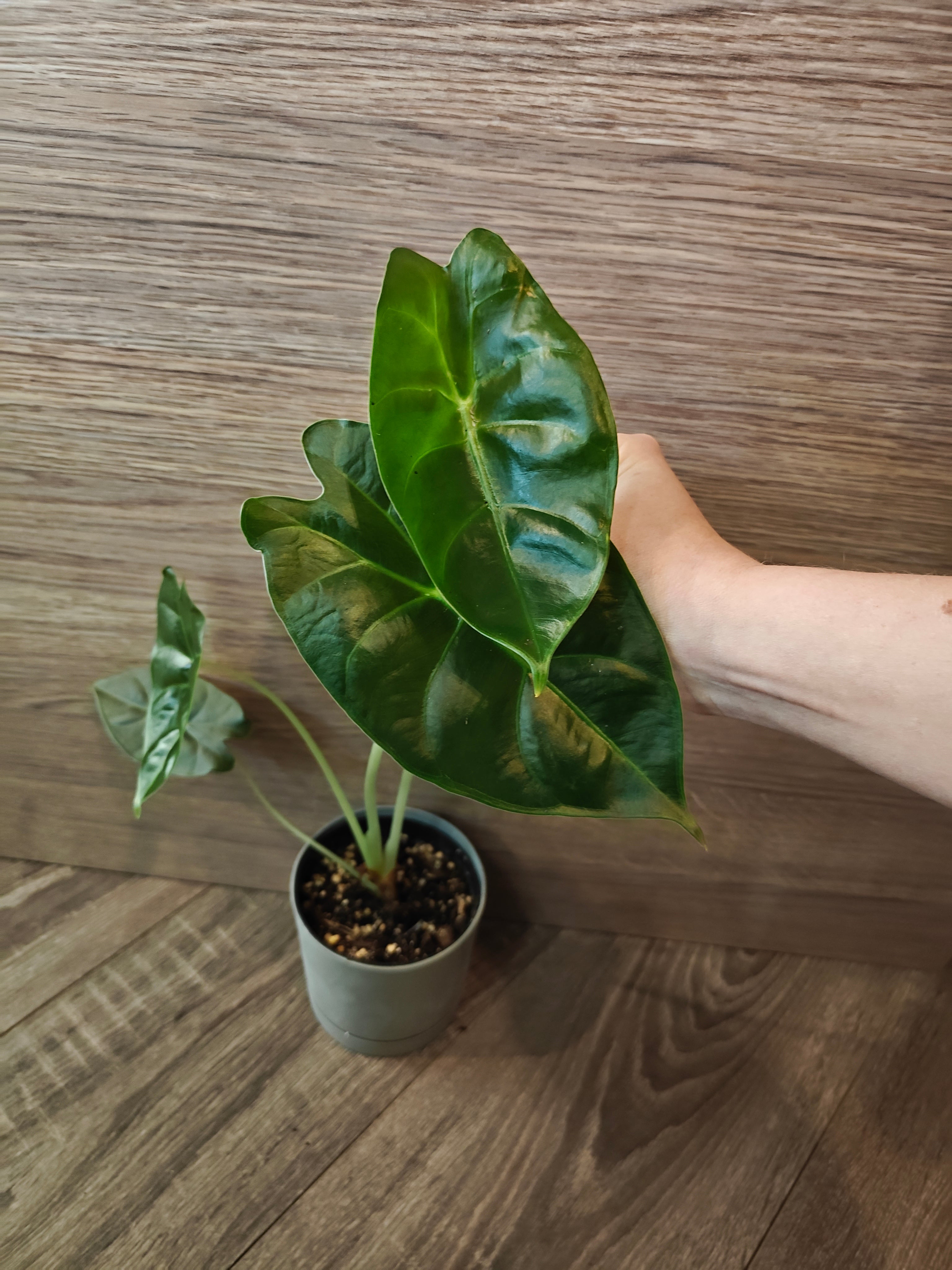 Alocasia golden bone