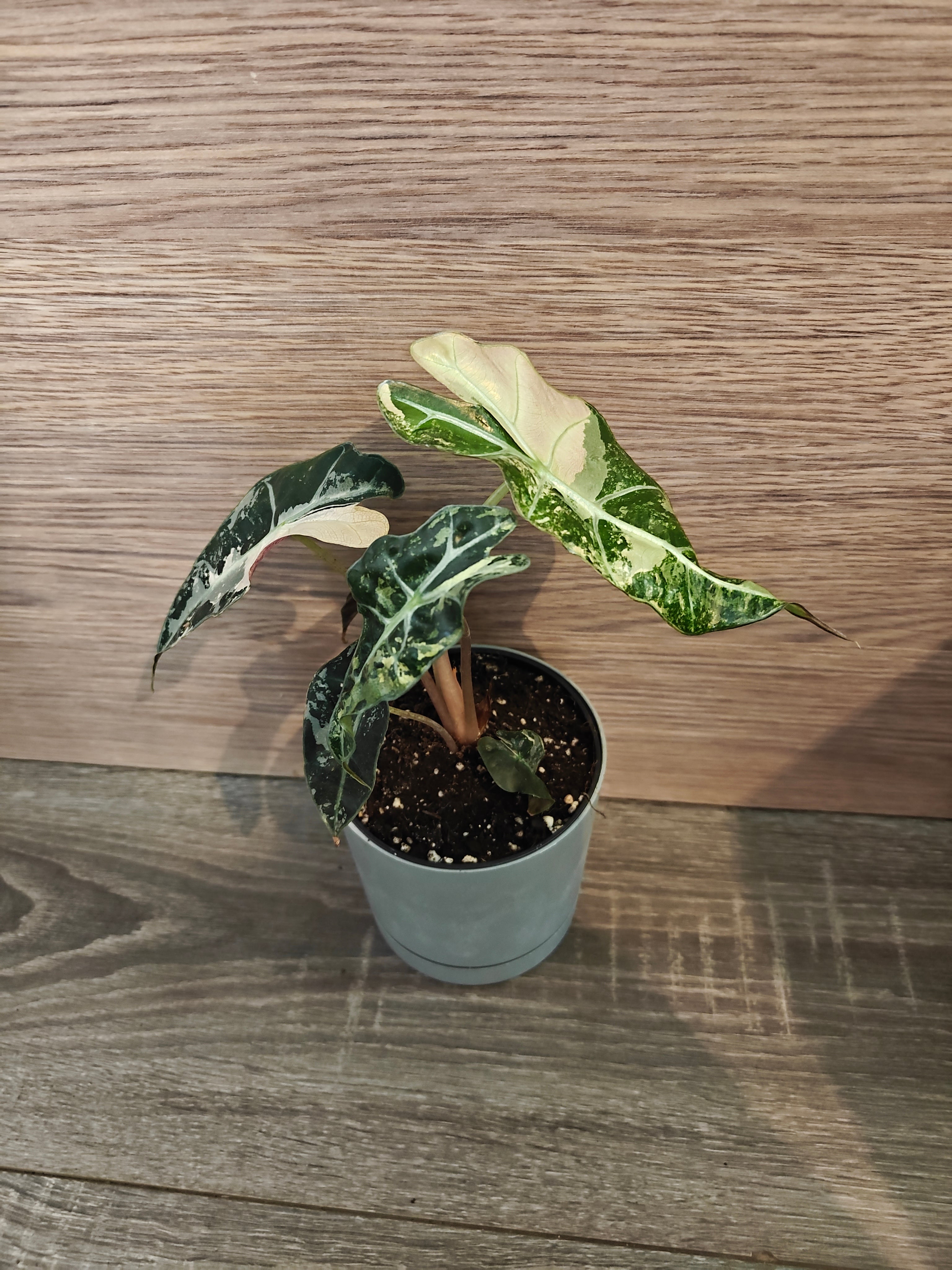 Alocasia amazonica pink